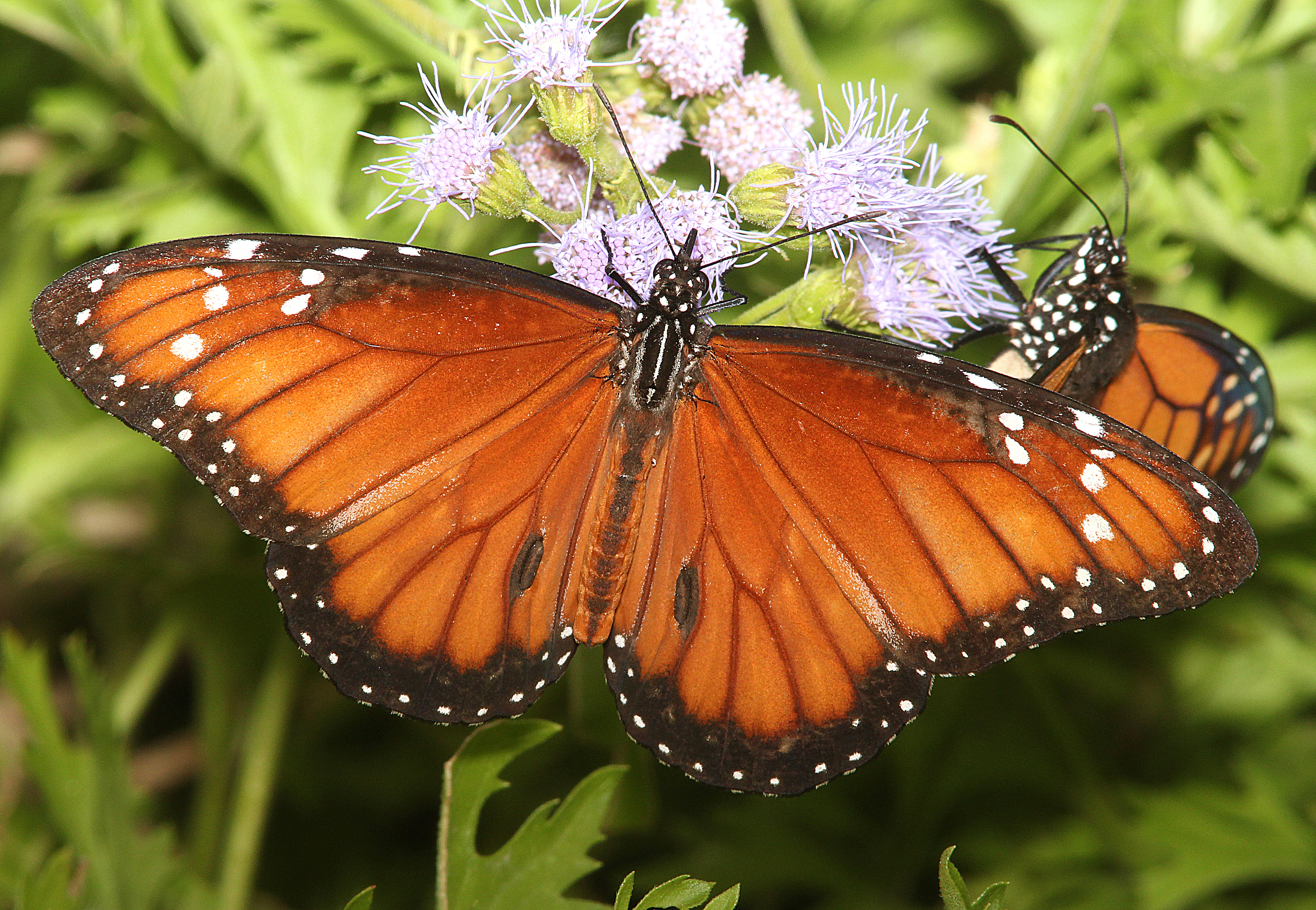 Soldier (danaus eresimus) (11-8-13) the national butterfly center, mission, tx -02 photo