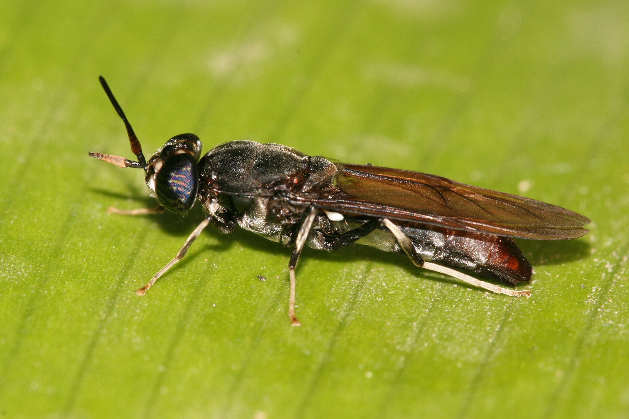 File:Black soldier fly.jpg - Wikimedia Commons