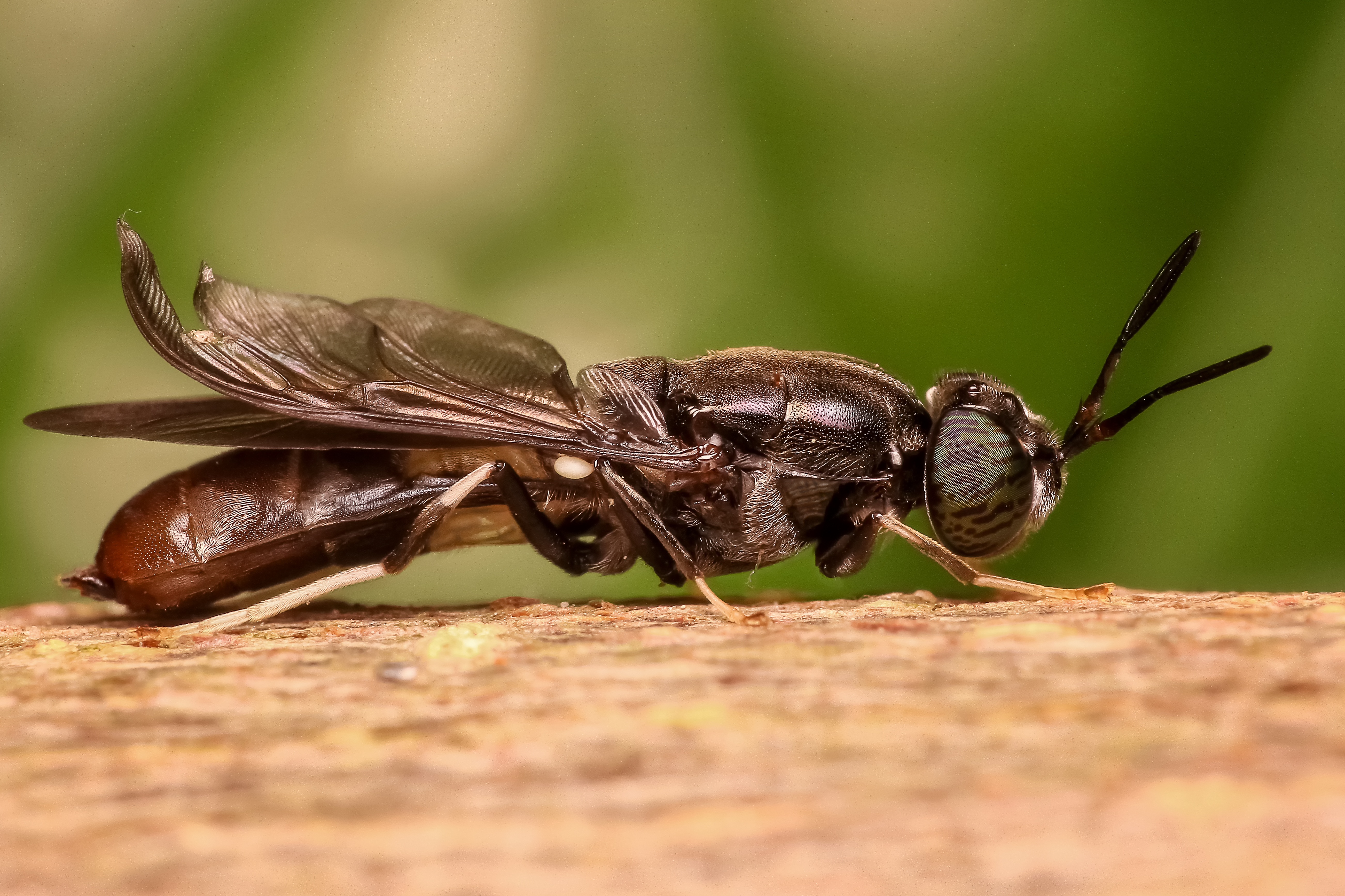 Soldier Fly, Fly, Focus, Insect, Nature, HQ Photo