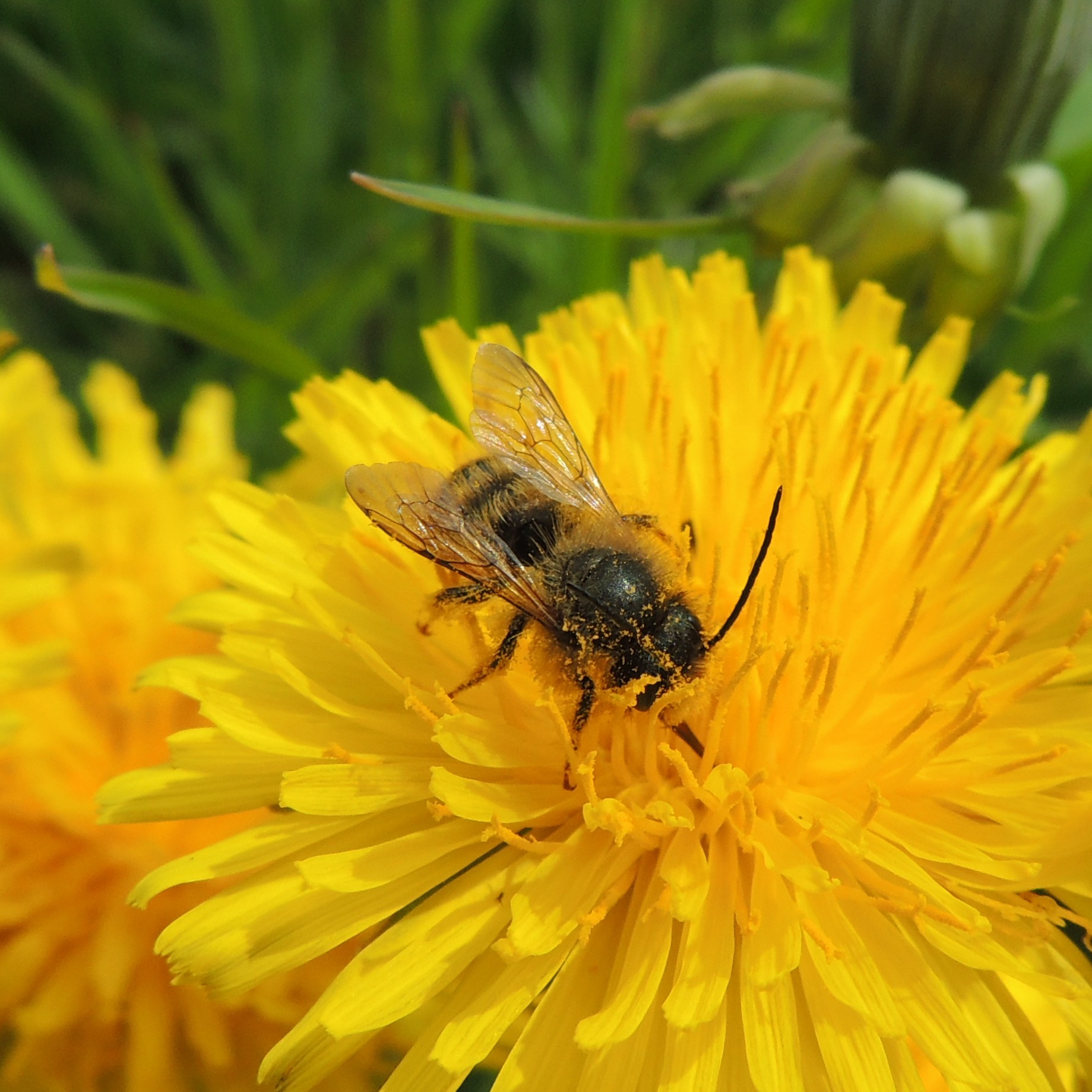 File:Solitary bee on a dandelion, Sandy Bedfordshire (17195807940 ...