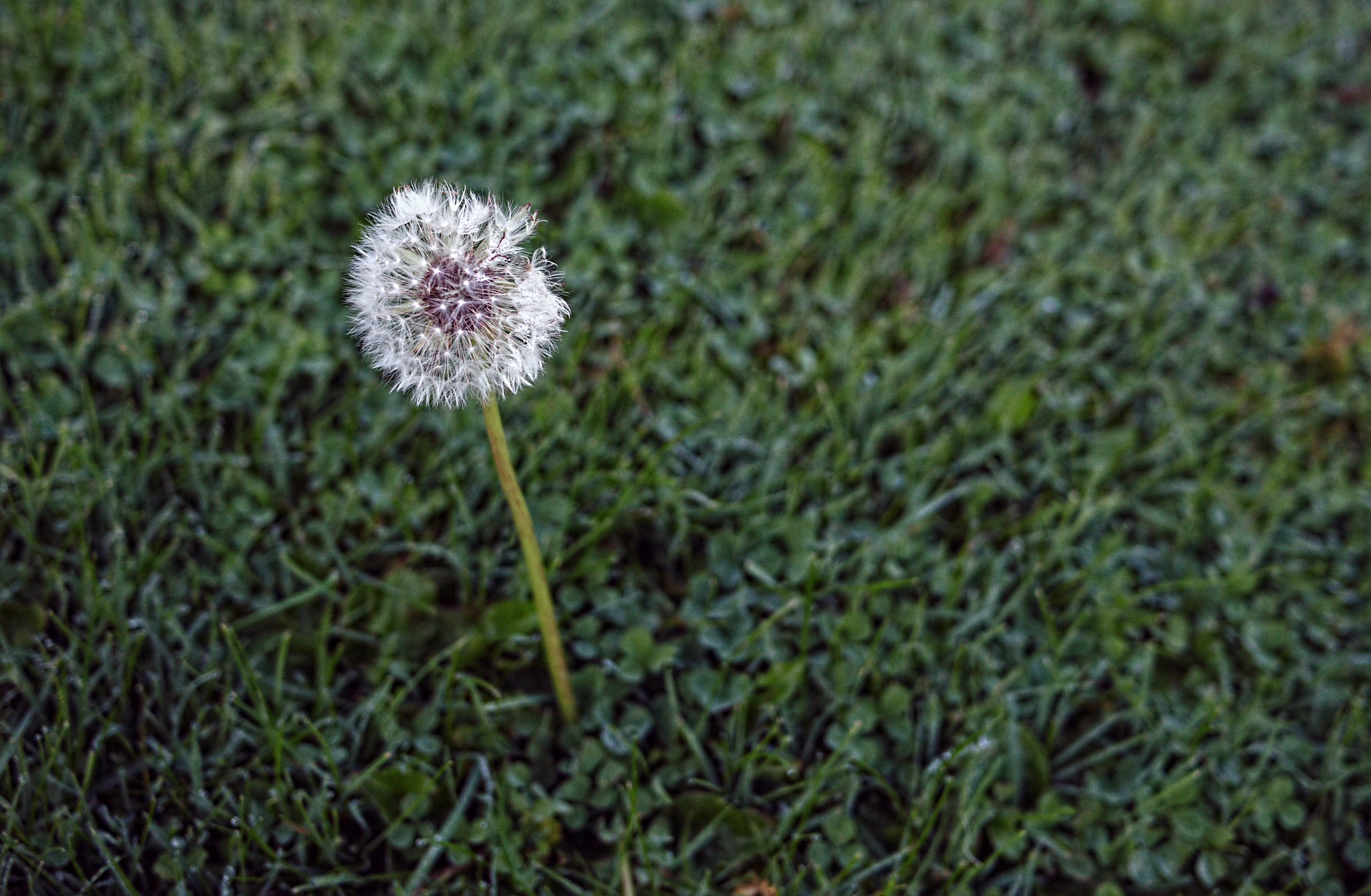 Free stock photo of dandelion, grass, solitary