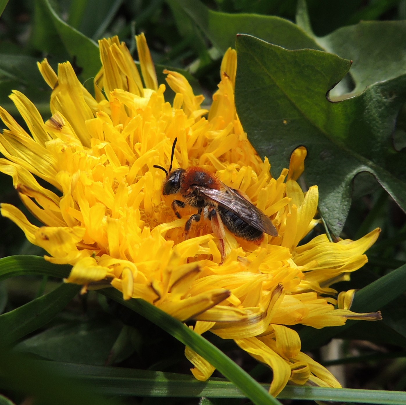 File:Female solitary bee on a dandelion, Sandy, Bedfordshire ...