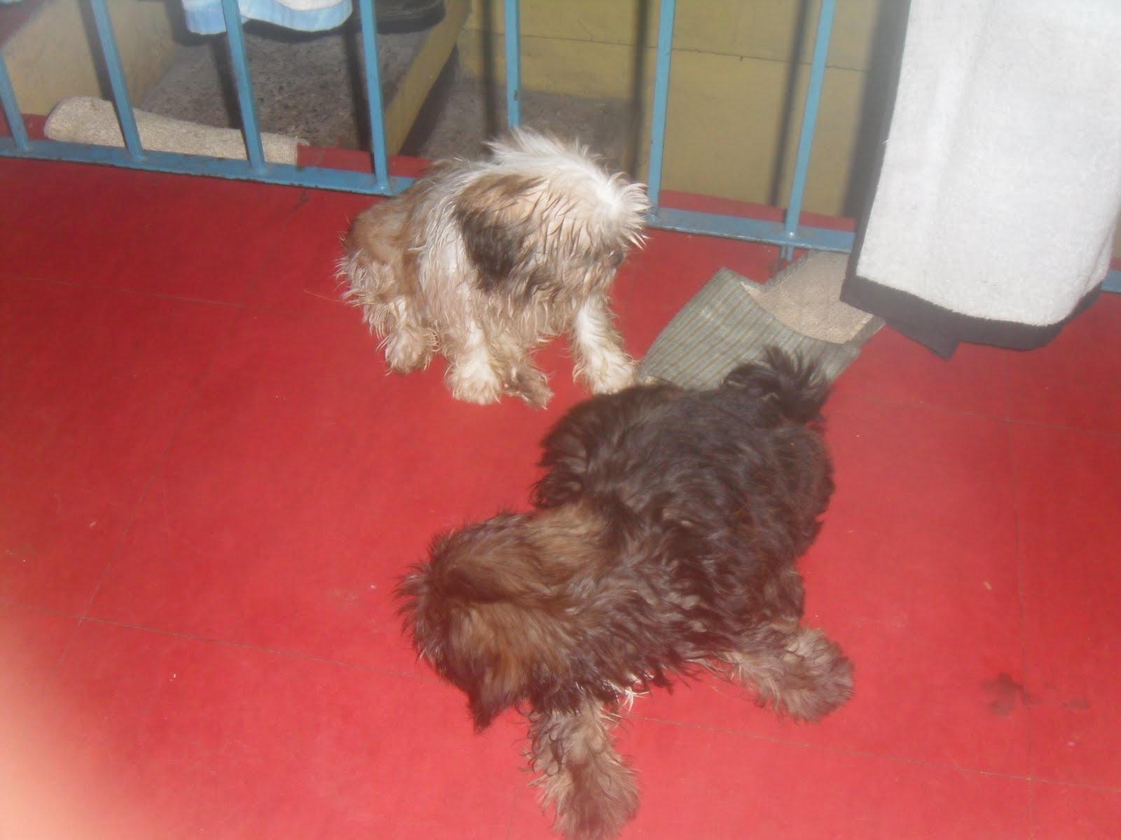 Dogs (Shih Tzus and a Labrador) in Makati City, Philippines: August 2010