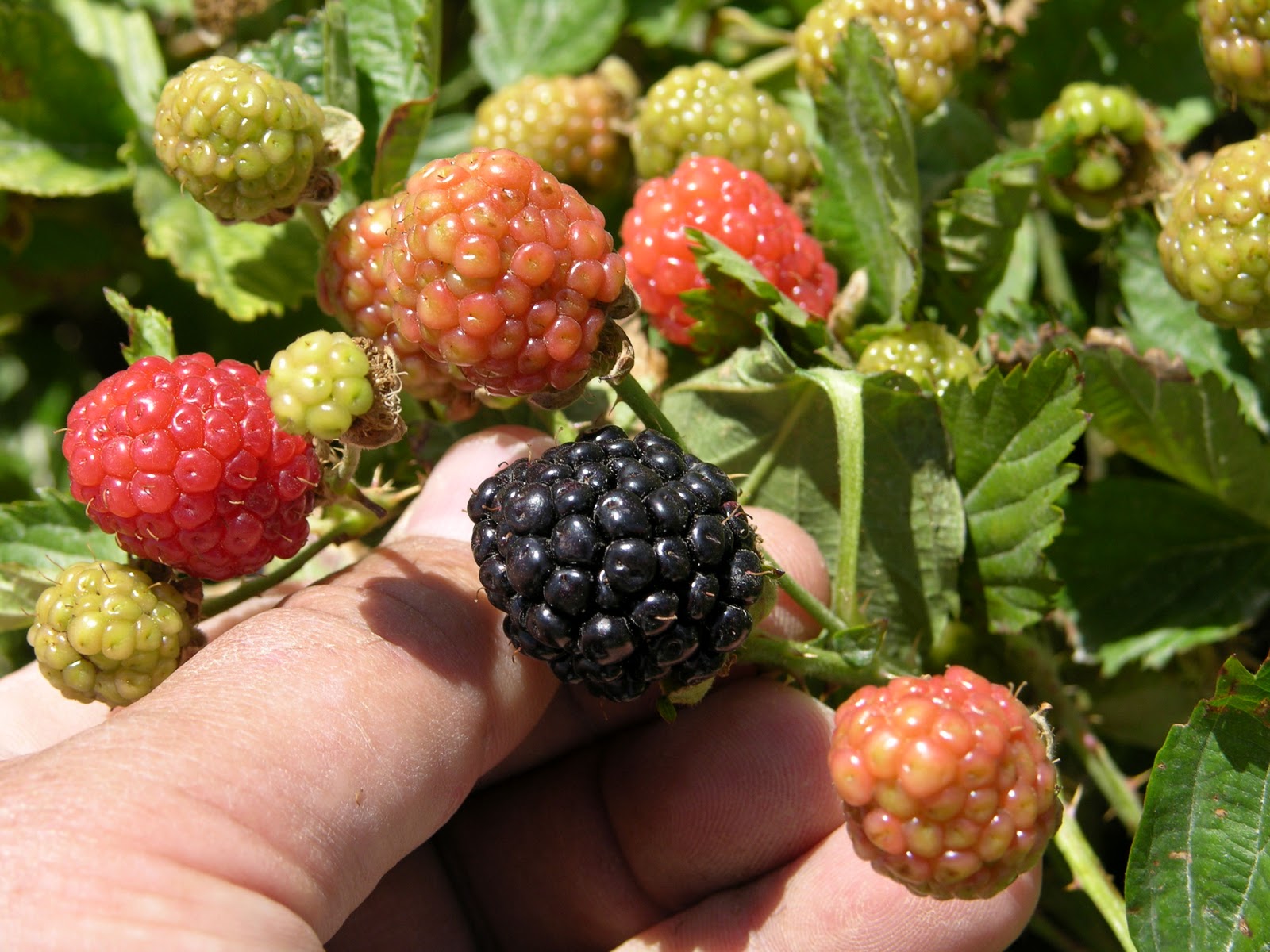Xtremehorticulture of the Desert: You Can Grow SOME Berries in the ...