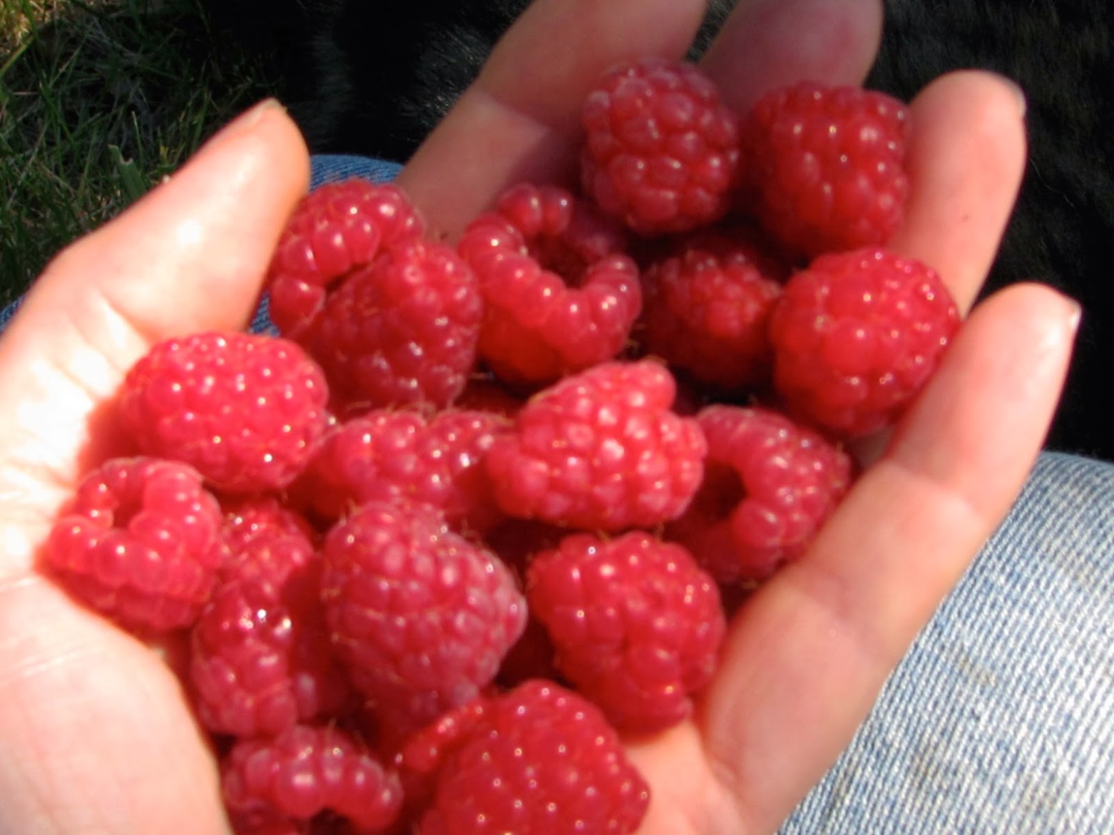 The Reluctant Homesteaders: Propagating Some Berries