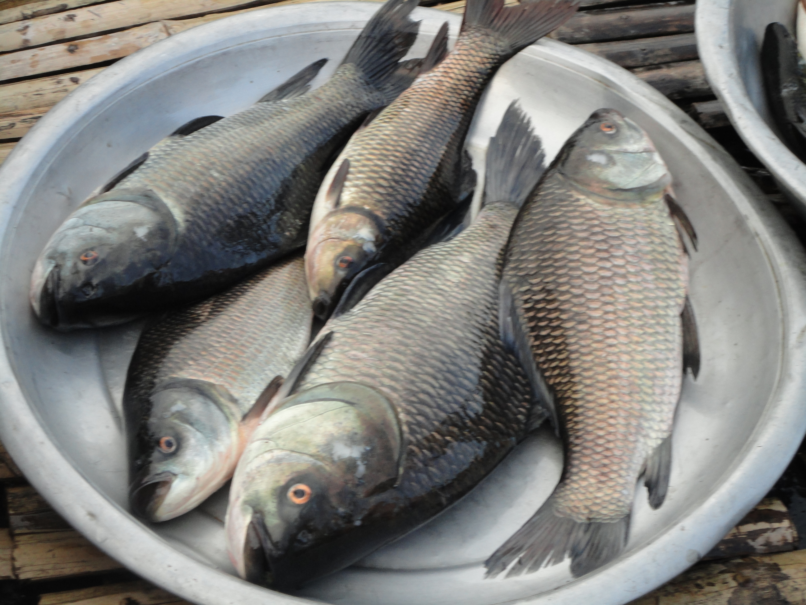 File:Bangladeshi Fish03.jpg - Wikimedia Commons
