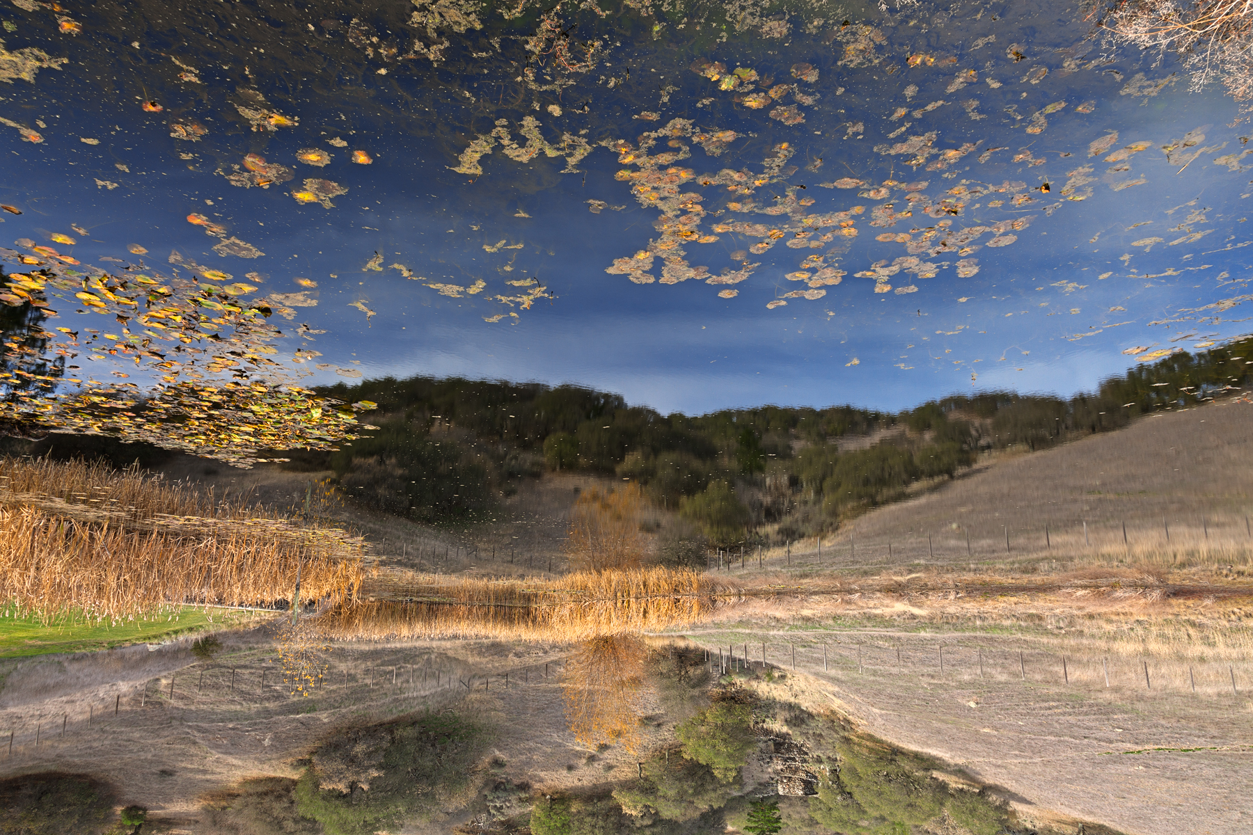 Sonoma valley pondscape - hdr photo