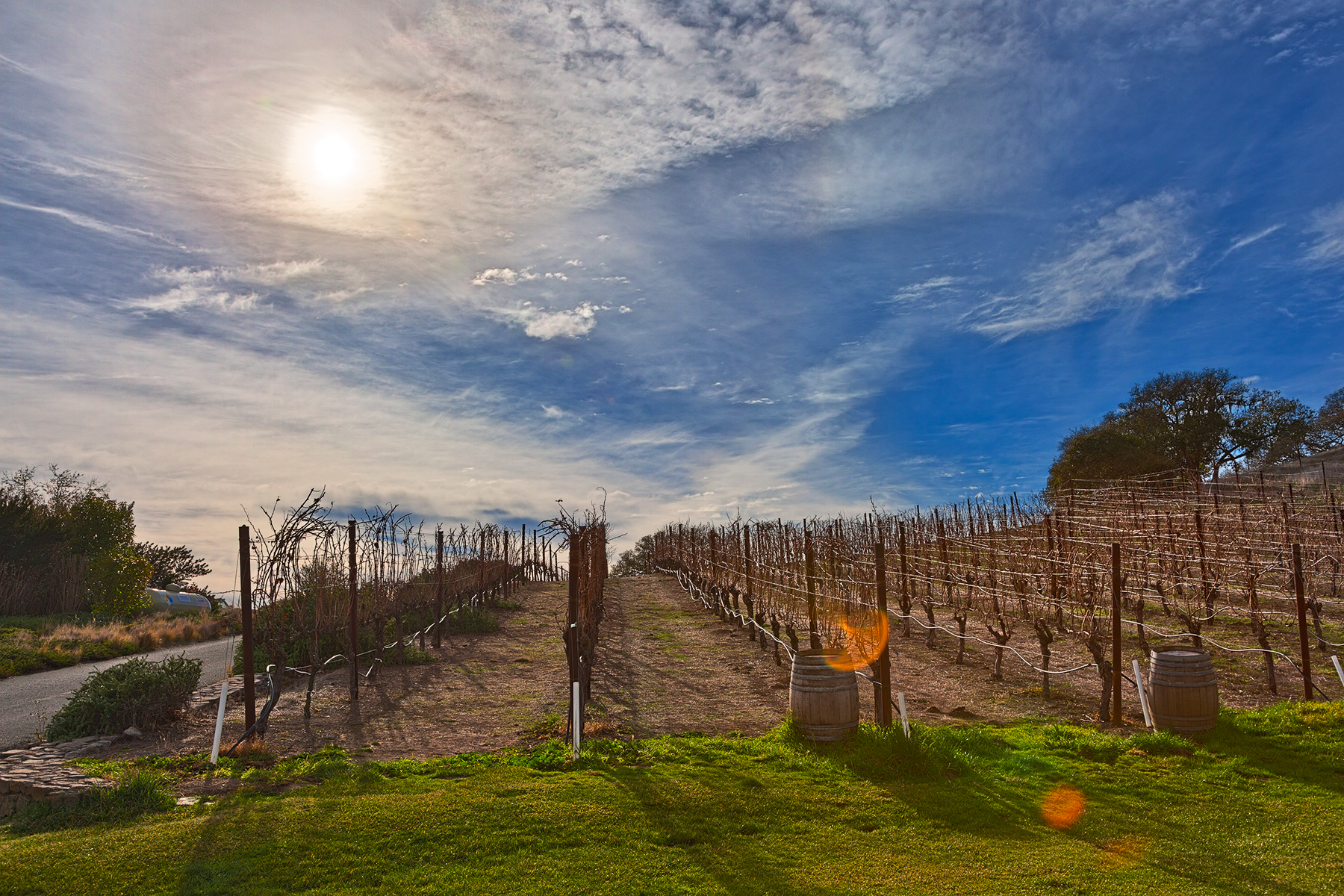 Sonoma valley vineyard - hdr photo