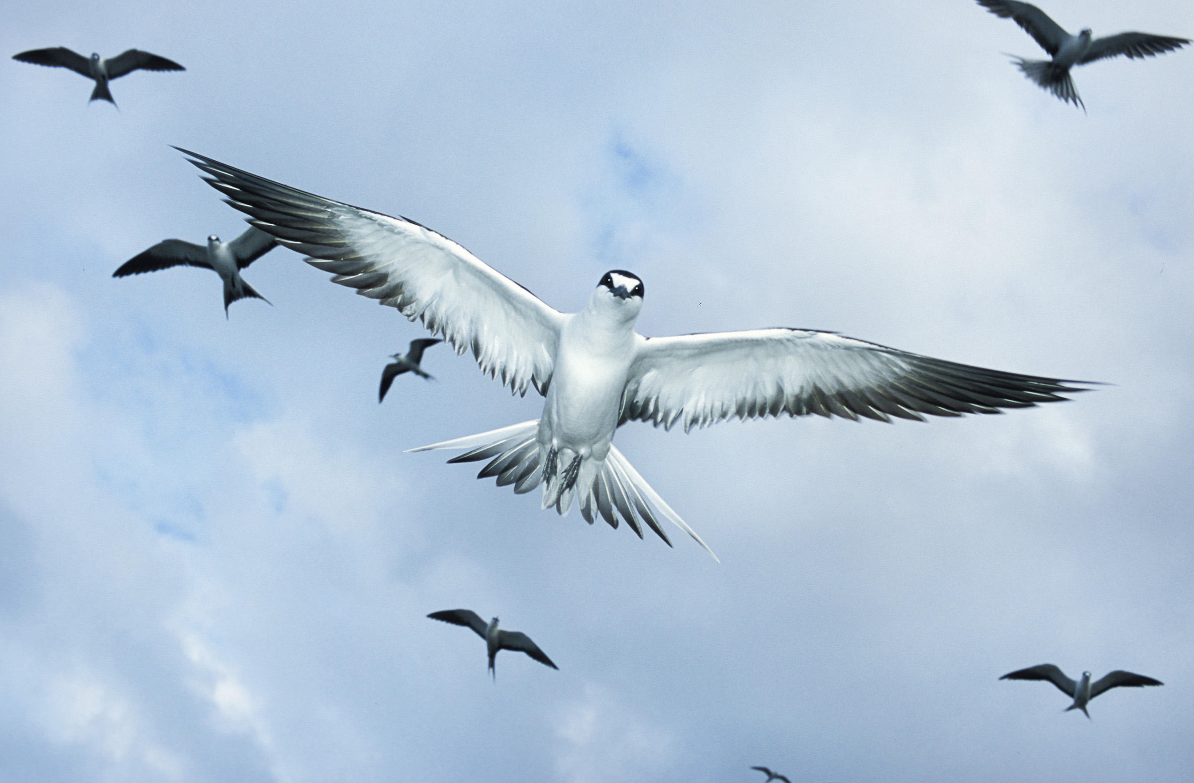 Sooty Tern | Audubon Field Guide