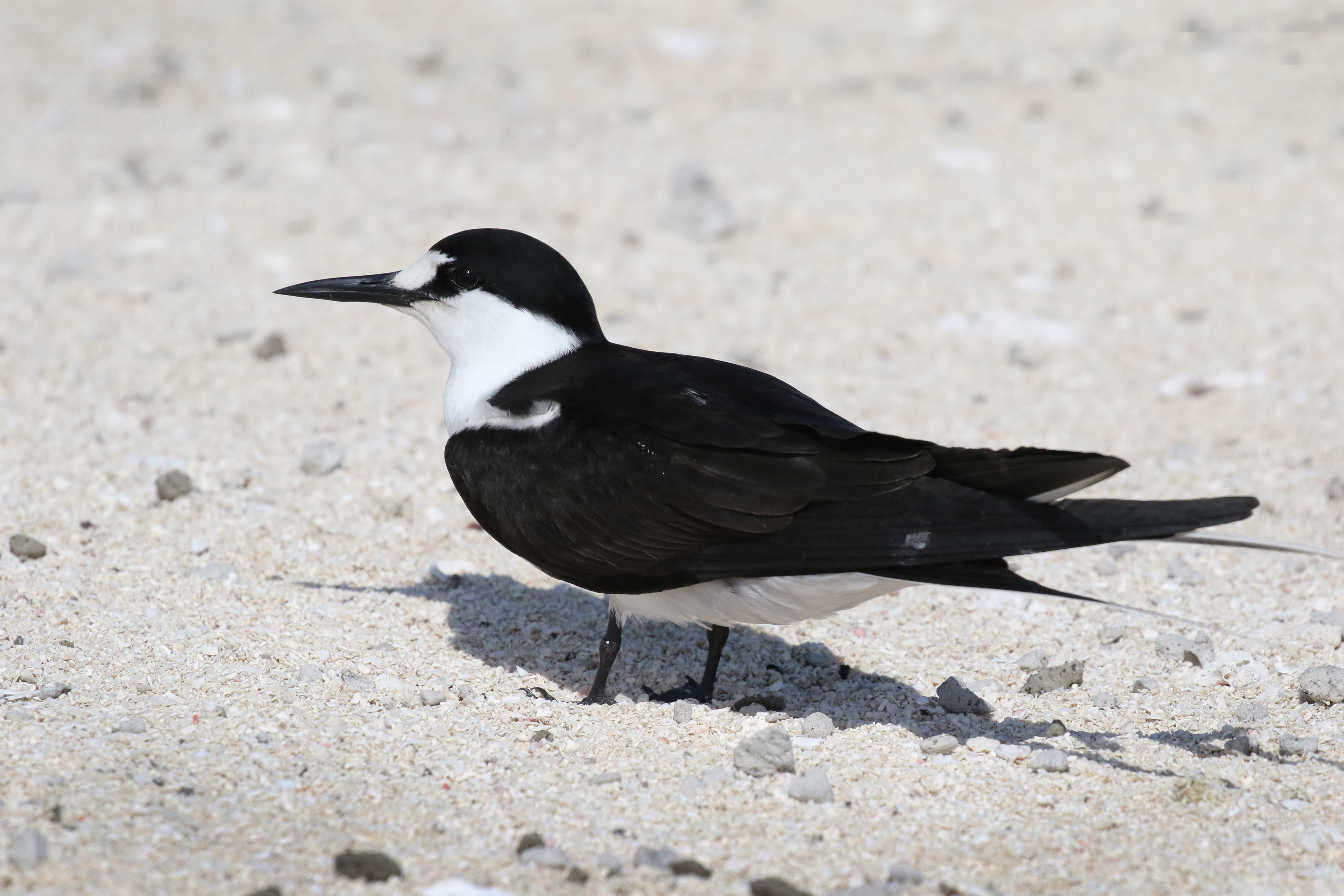 Sooty tern | New Zealand Birds Online