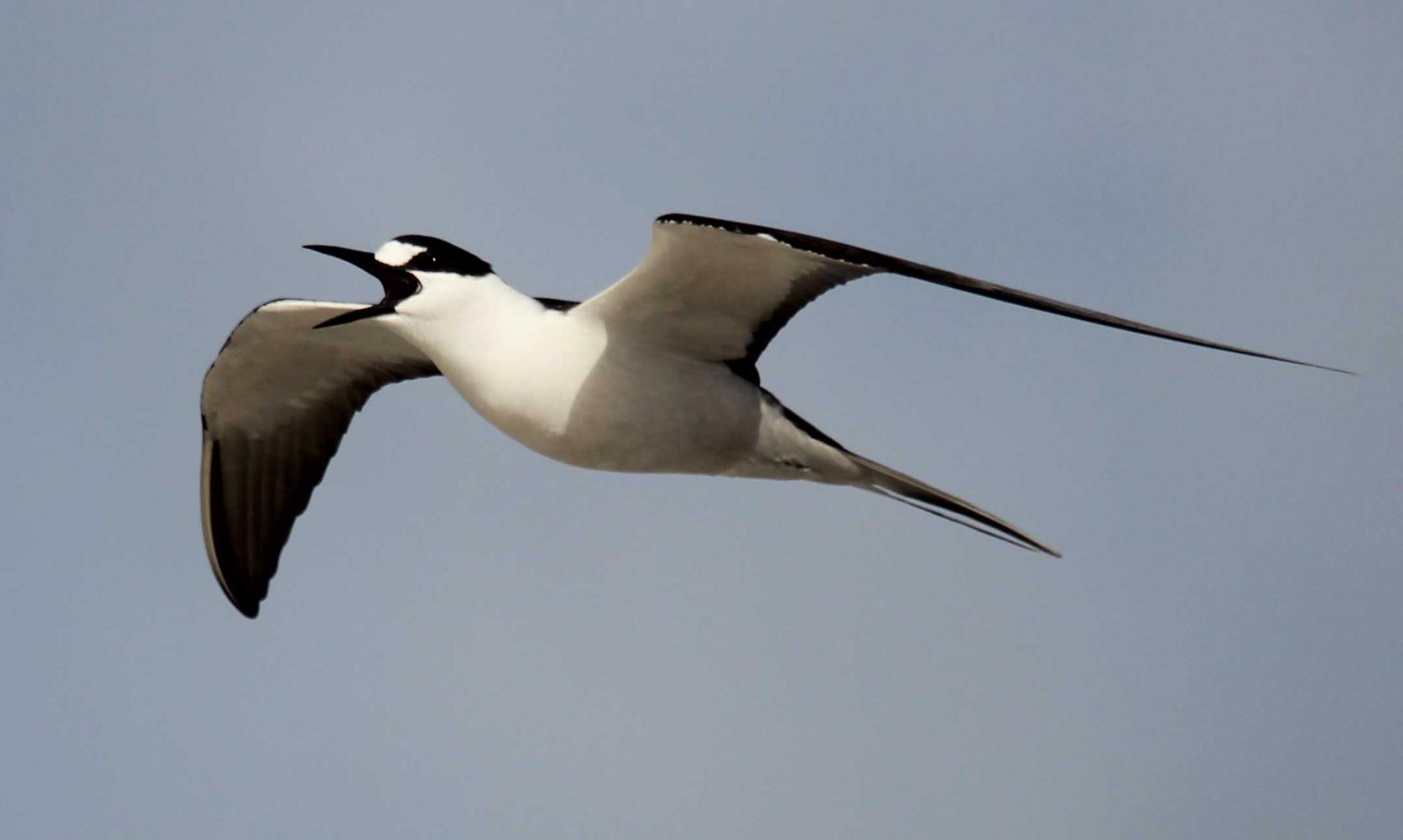 Sooty Tern (Onychoprion fuscatus) Adult calling in flight above the ...