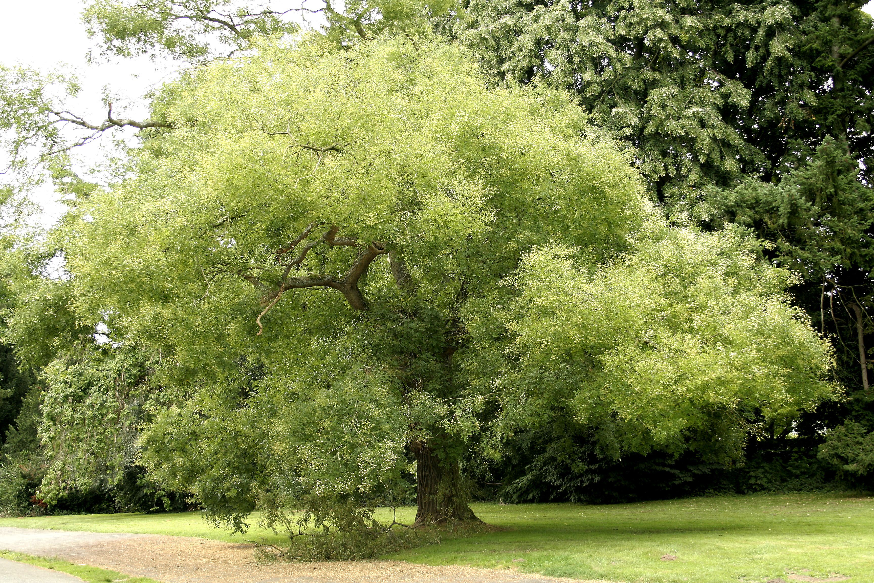 Sophora japonica, un árbol extraordinario para tu jardín | Patio ...