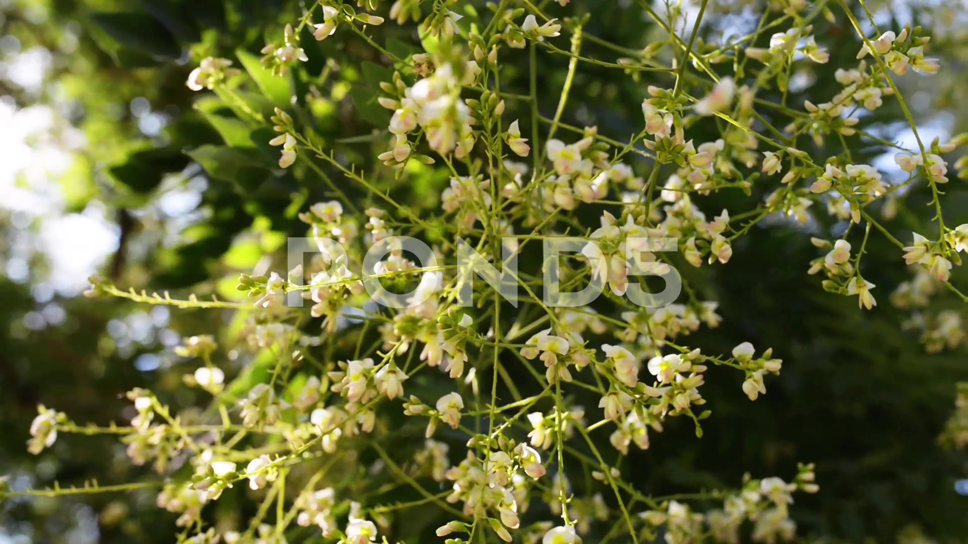 Styphnolobium japonicum Schott (Sophora japonica) ~ Hi Res #68768181