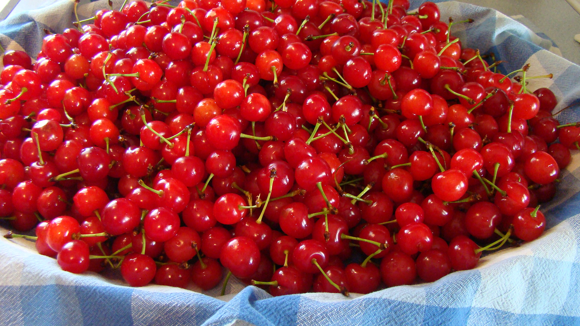 Sour Cherries Picked Today in the Shenandoah Valley | Shenandoah ...