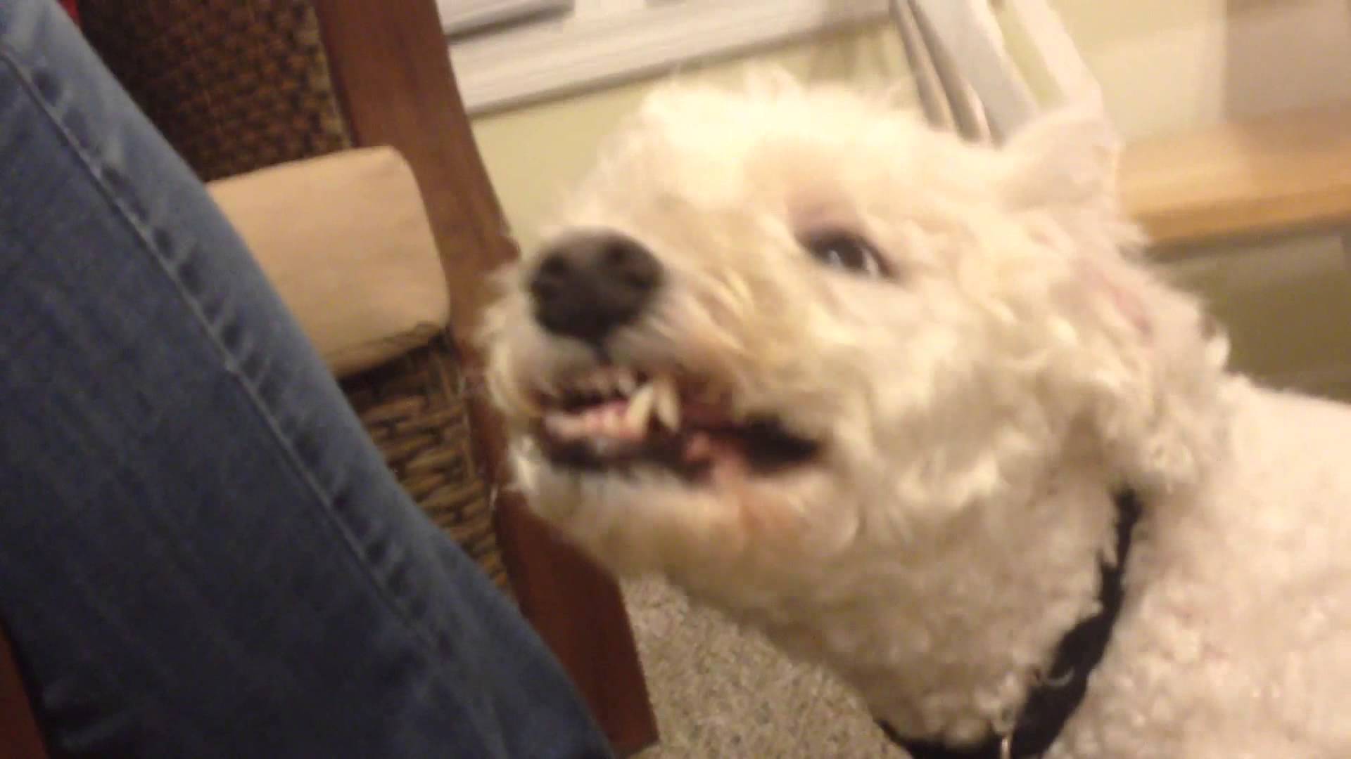 Dog make craziest face after eating sour candy!!! - YouTube