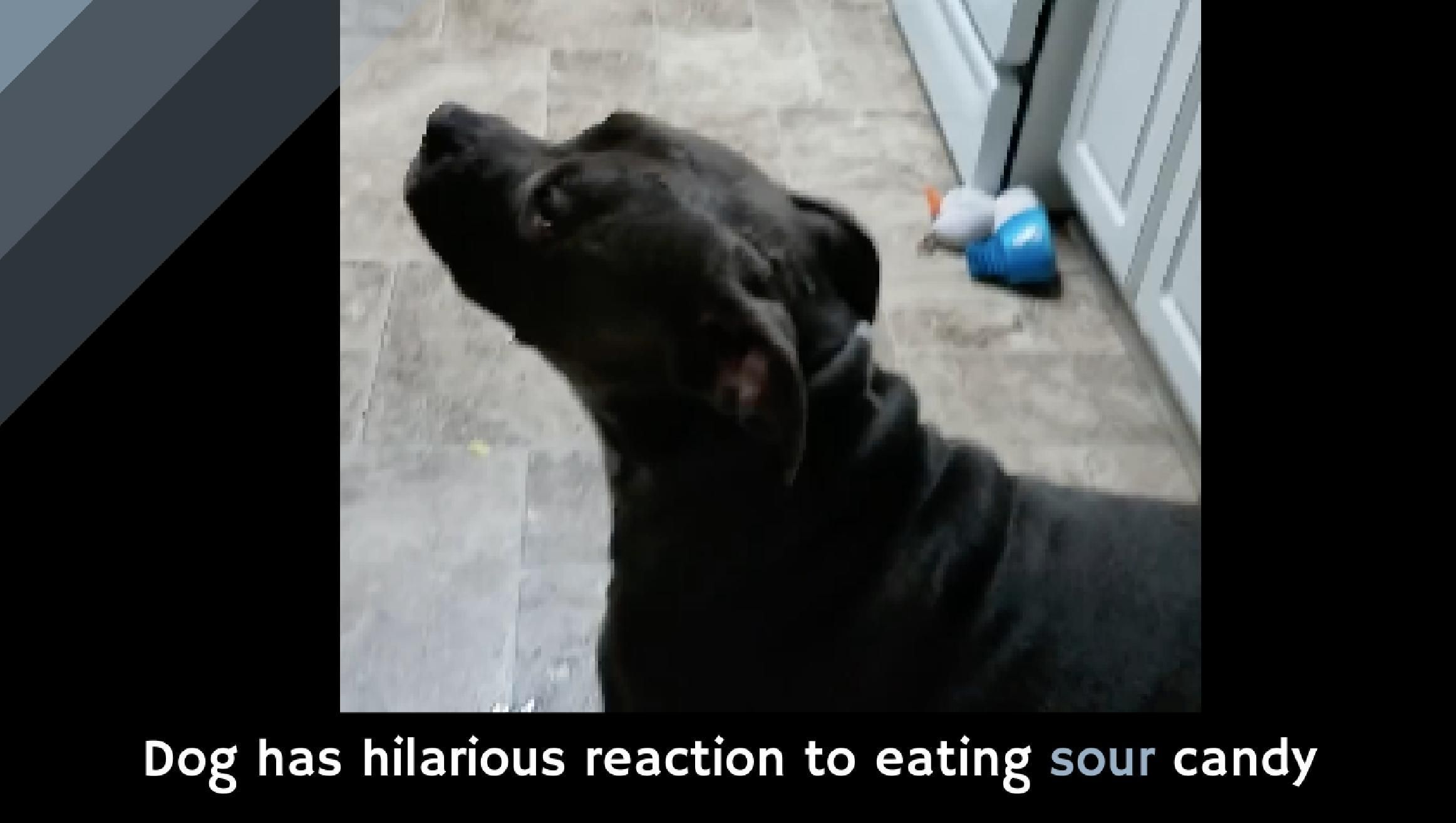 If a dog sees you eating food, he's going to want some––whatever ...