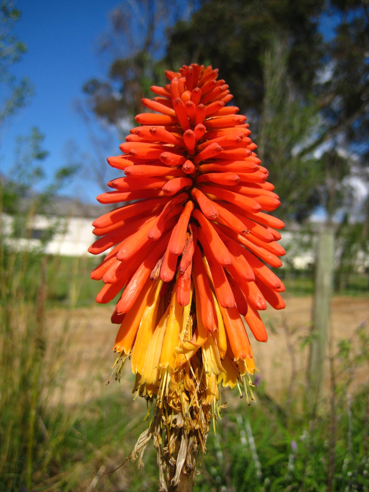 Catherine South: South African Summer Flowers