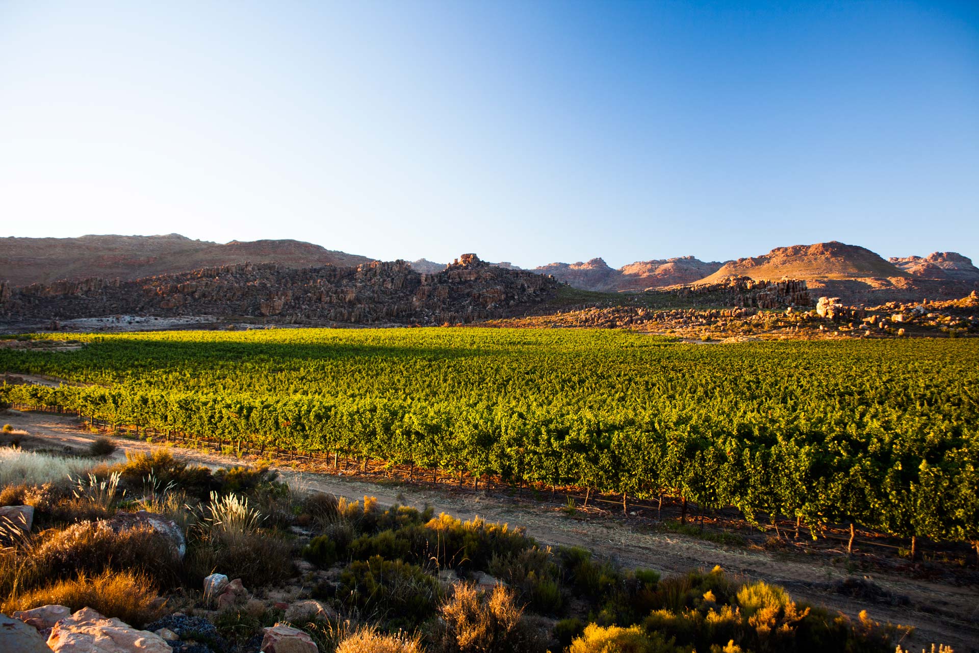 Cederberg Wines – South Africa's Highest Altitude Wines