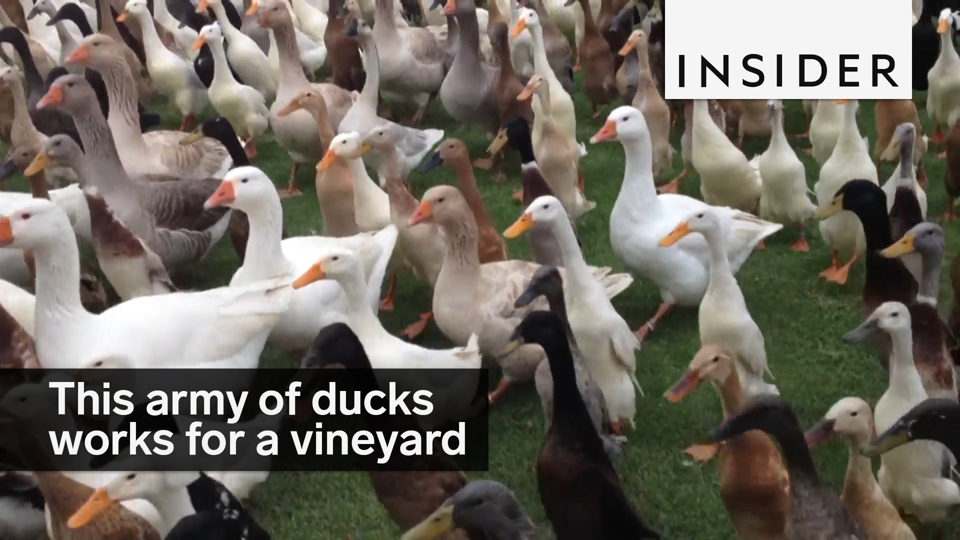 A vineyard employs 900 ducks - YouTube
