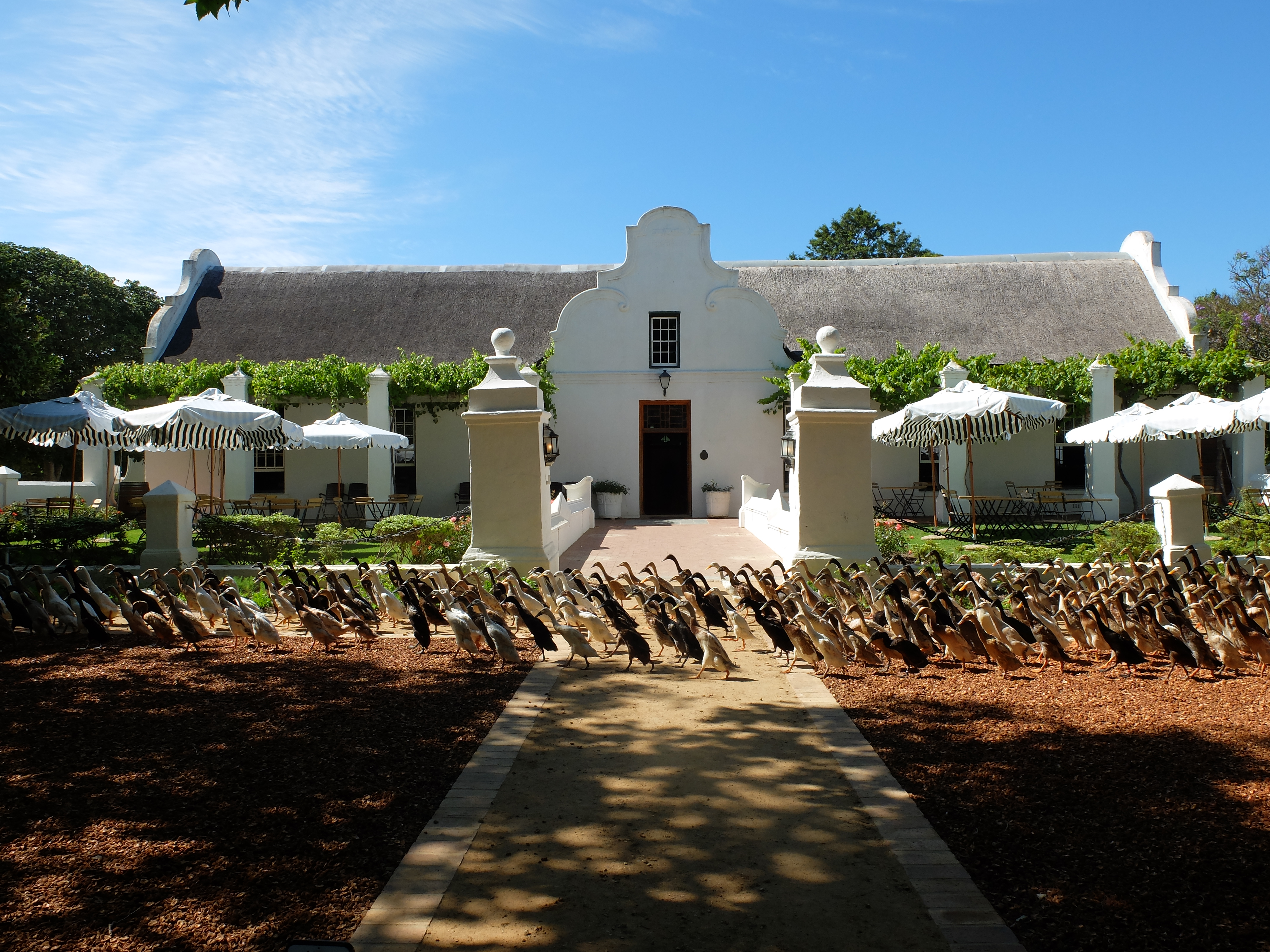 Meet Our Runner Ducks | Vergenoegd Löw Wine Estate Stellenbosch