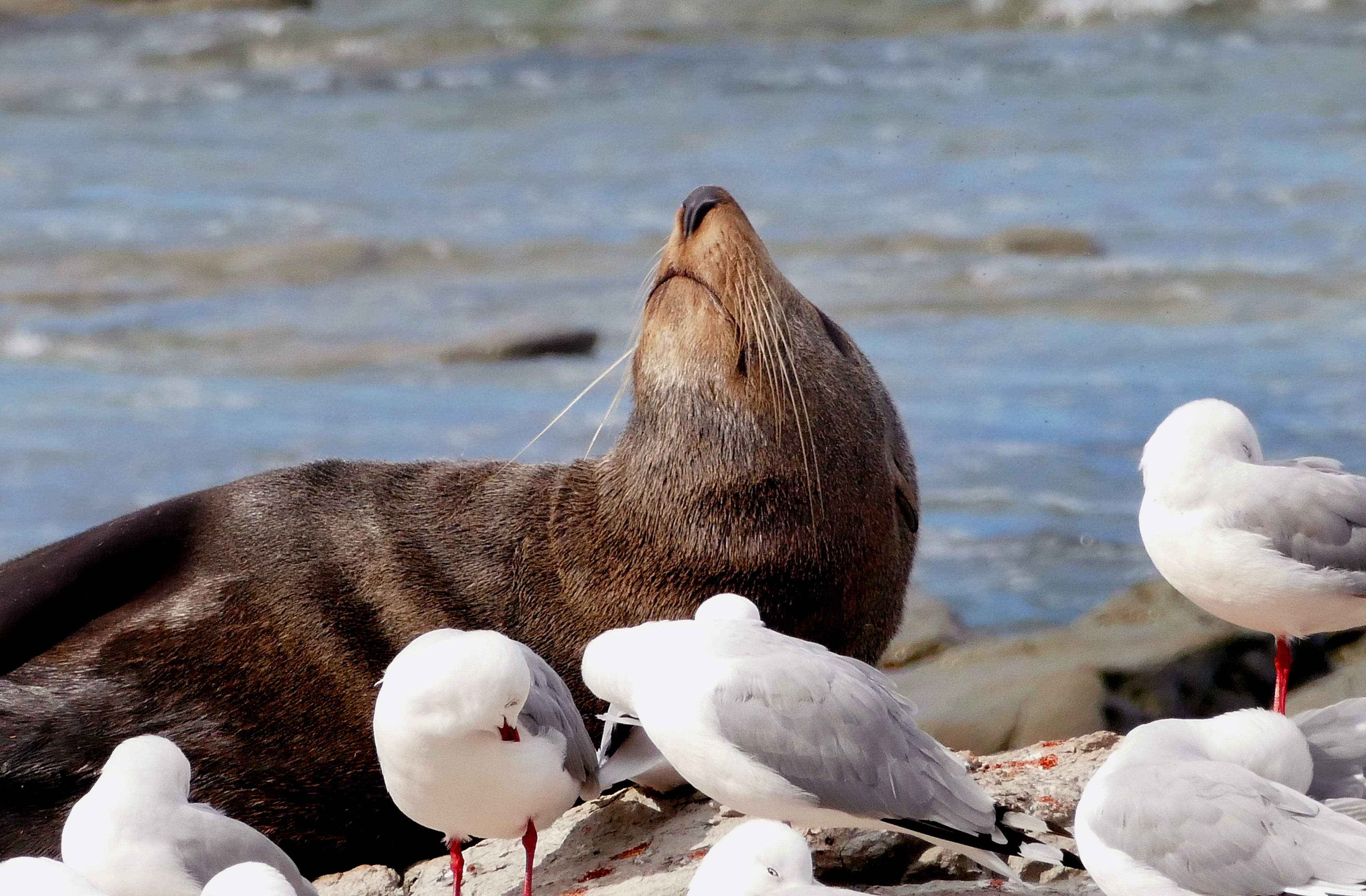 Southern nz fur seal. photo