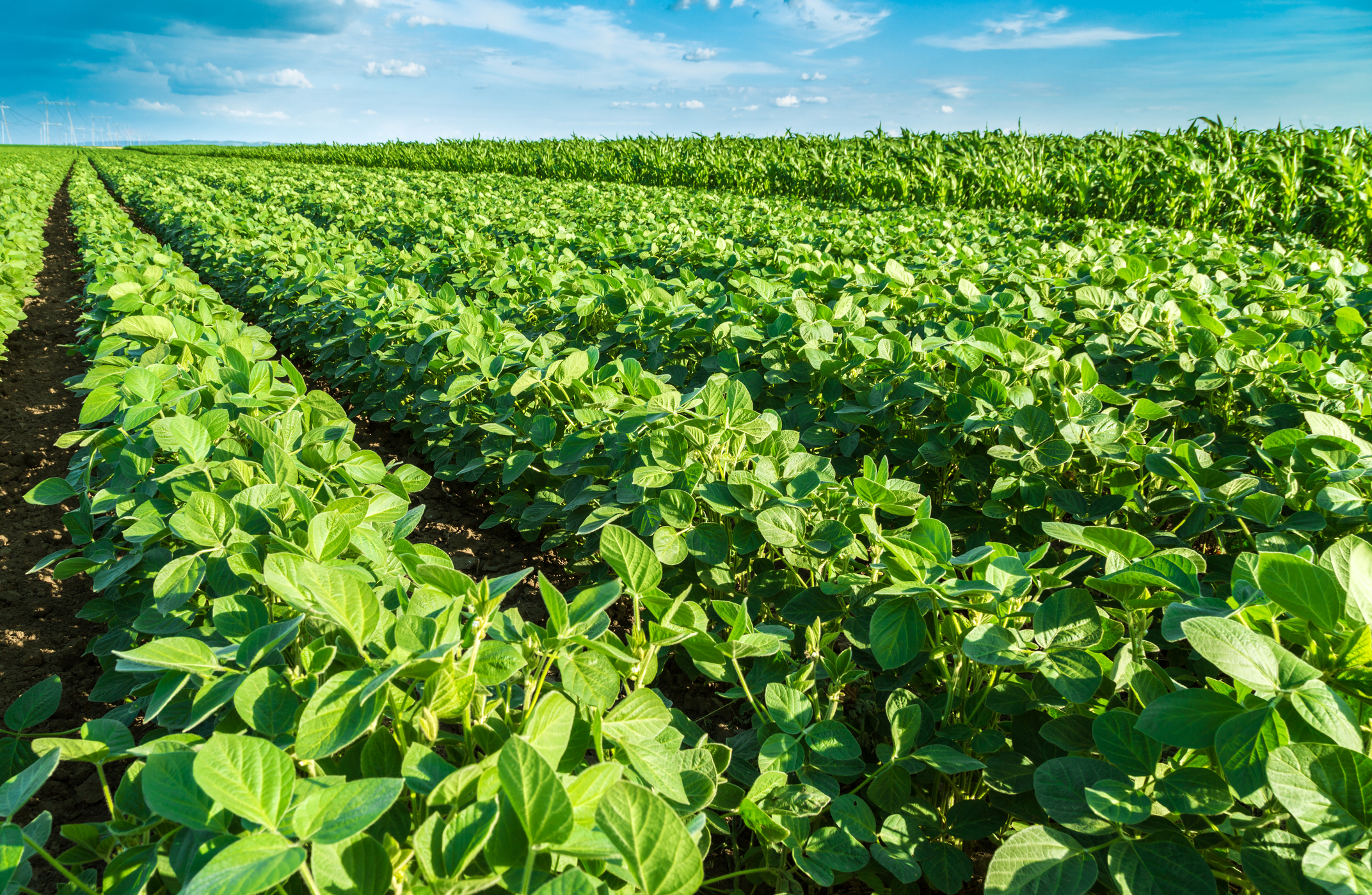 Cargill, Louis Dreyfus halt Brazil soy plants | Farm Futures