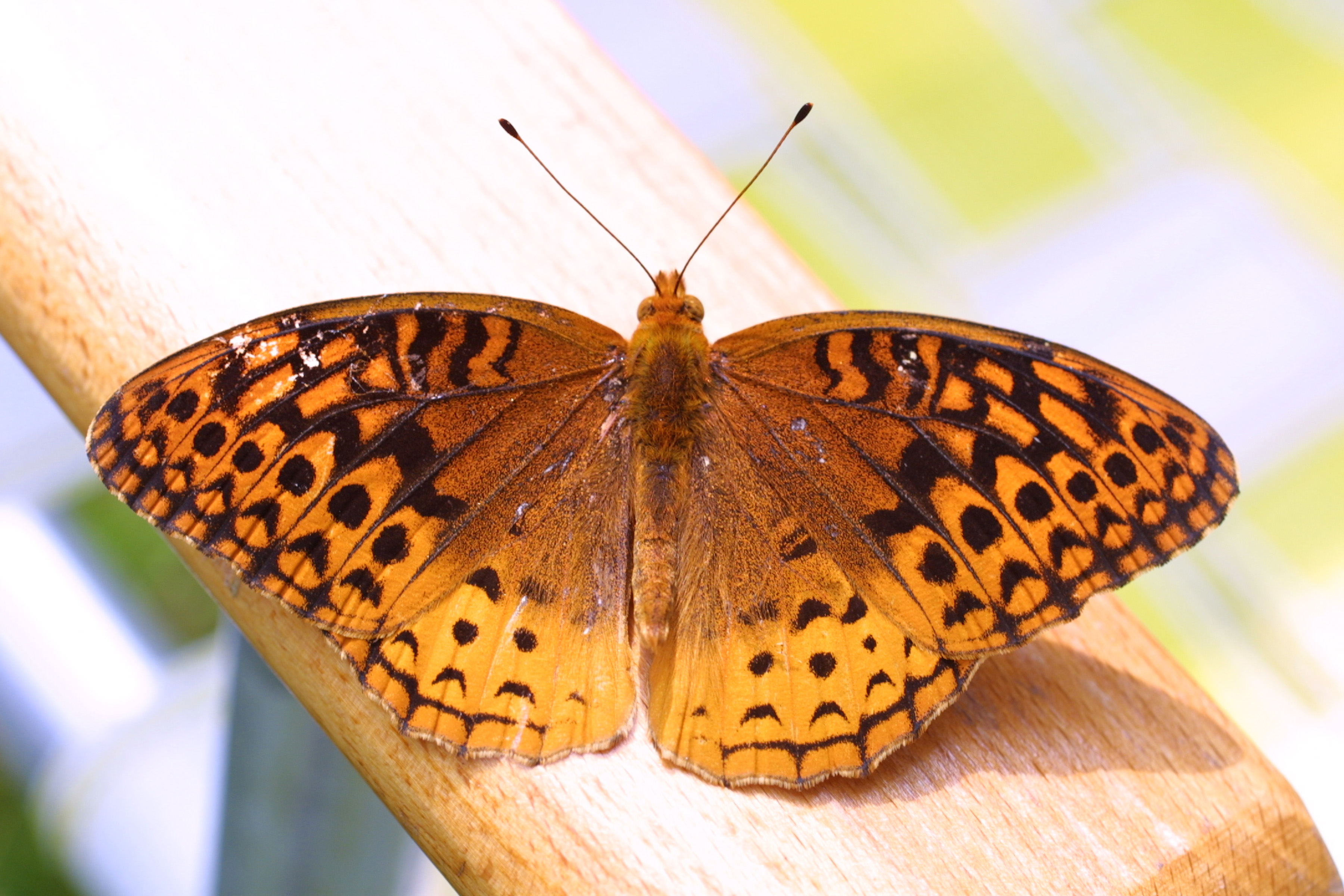 File:Great spangled fritillary (Speyeria cybele) on the arm of a ...