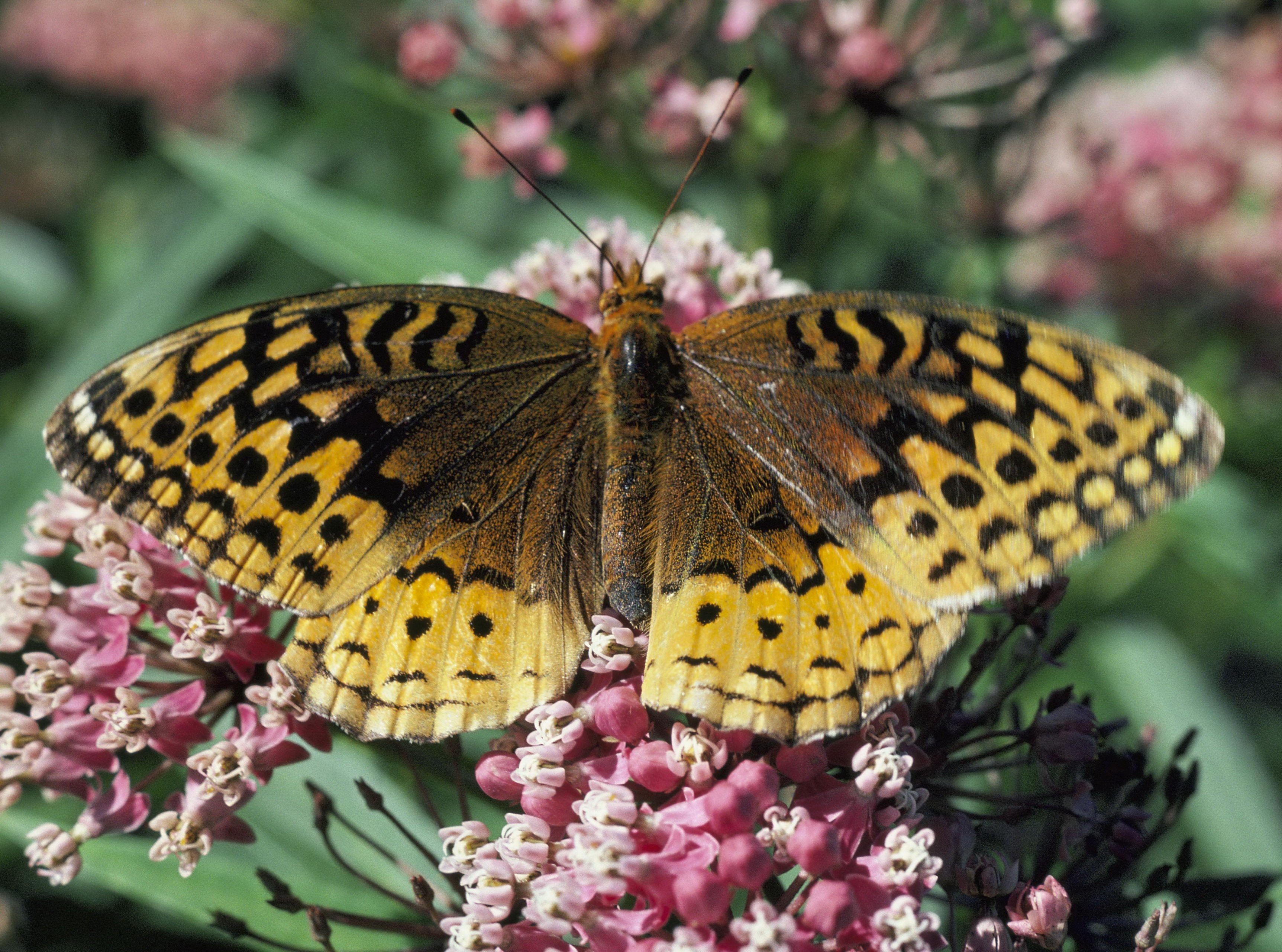 Spangled Fritillary, Butterfly, Flower, Fly, Garden, HQ Photo
