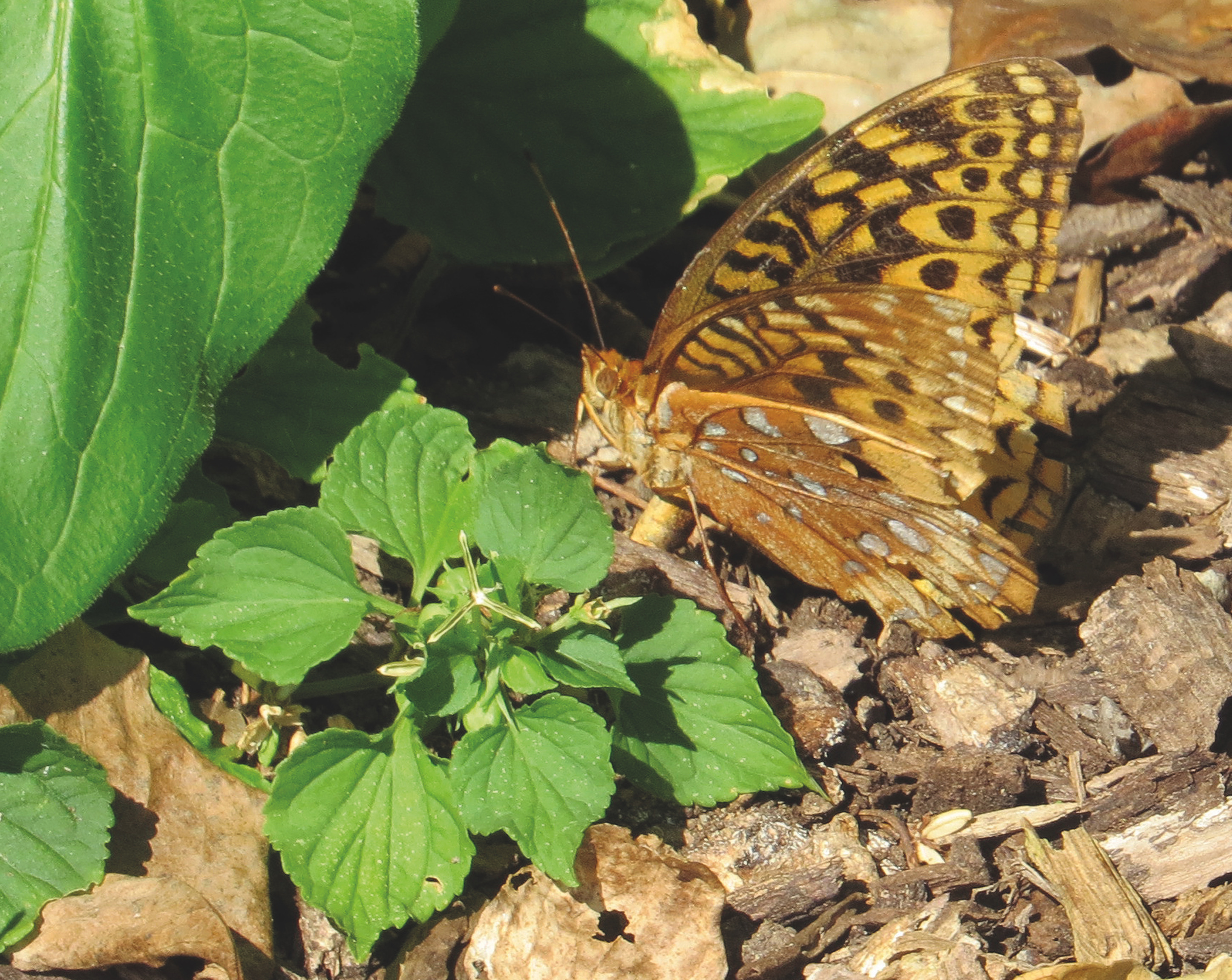 Insect of the Week: the Great Spangled Fritillary