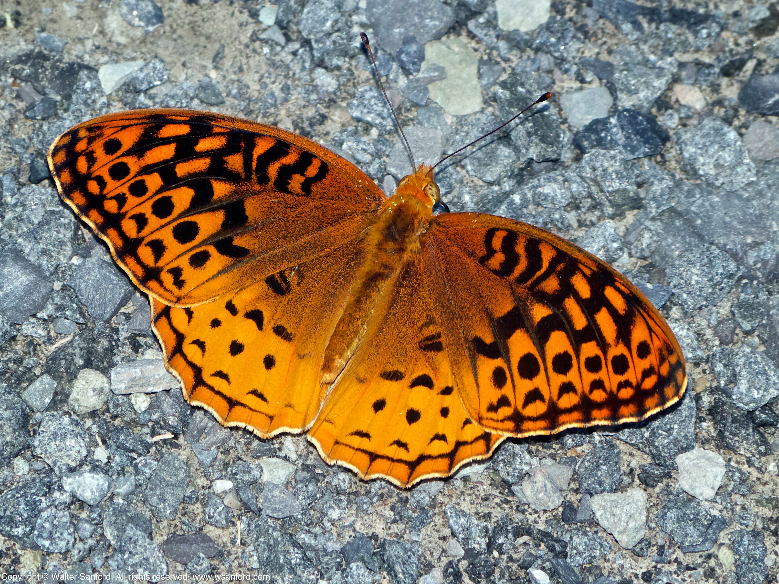 Great Spangled Fritillary butterfly | walter sanford's photoblog