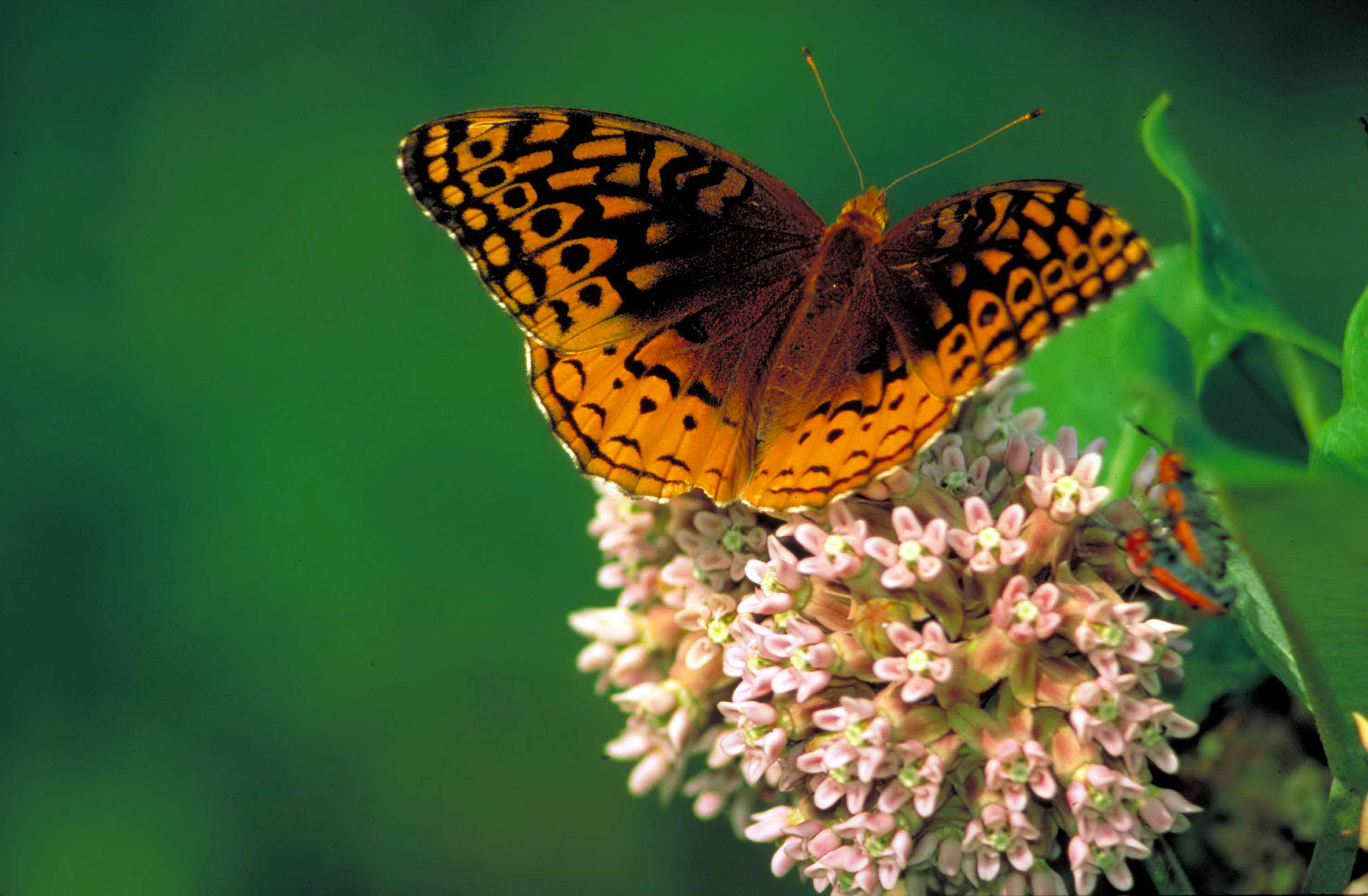Free picture: great, spangled, fritillary, common, milkweed ...