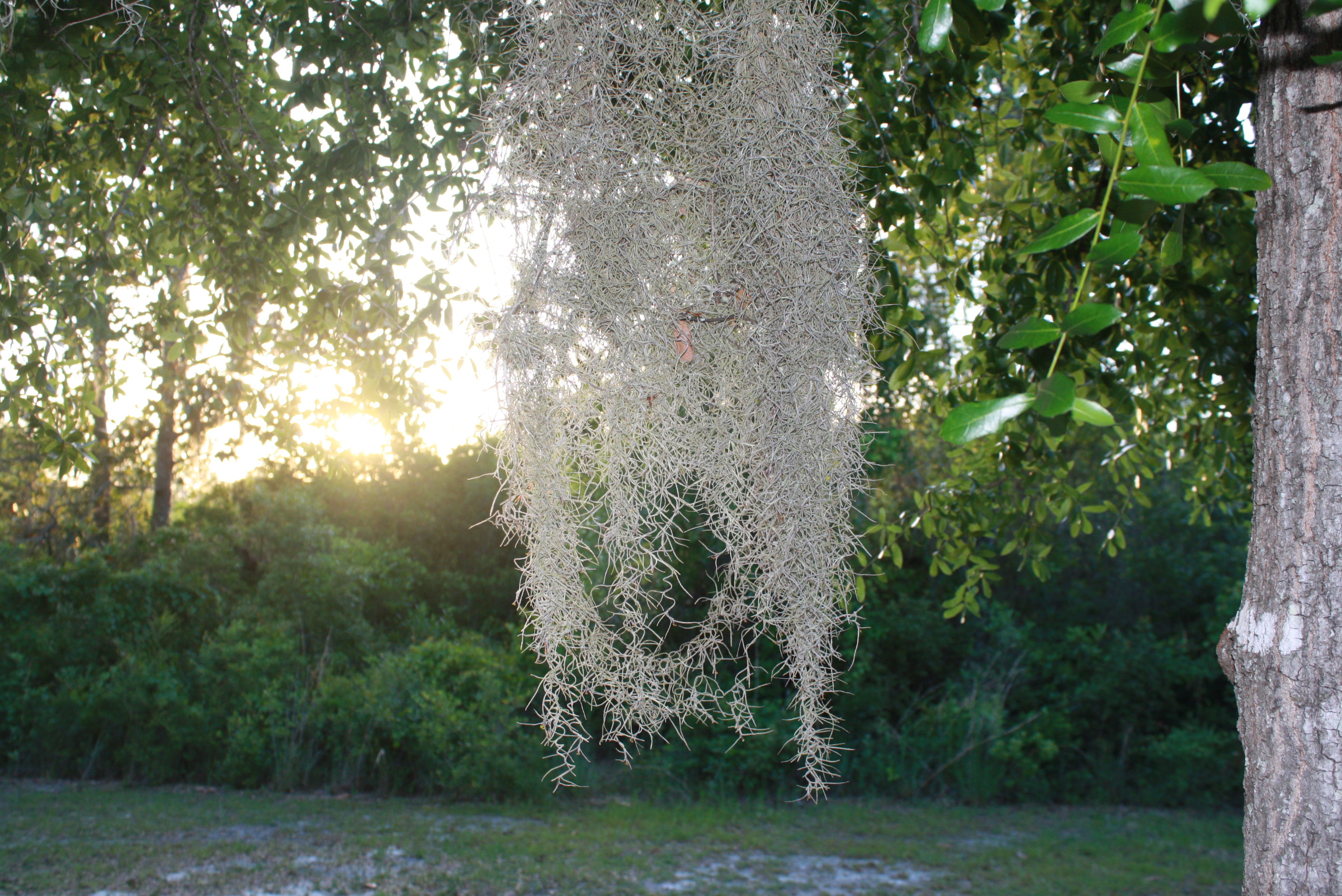 Common Myths about Spanish Moss and Lichen » Gardening in the Panhandle