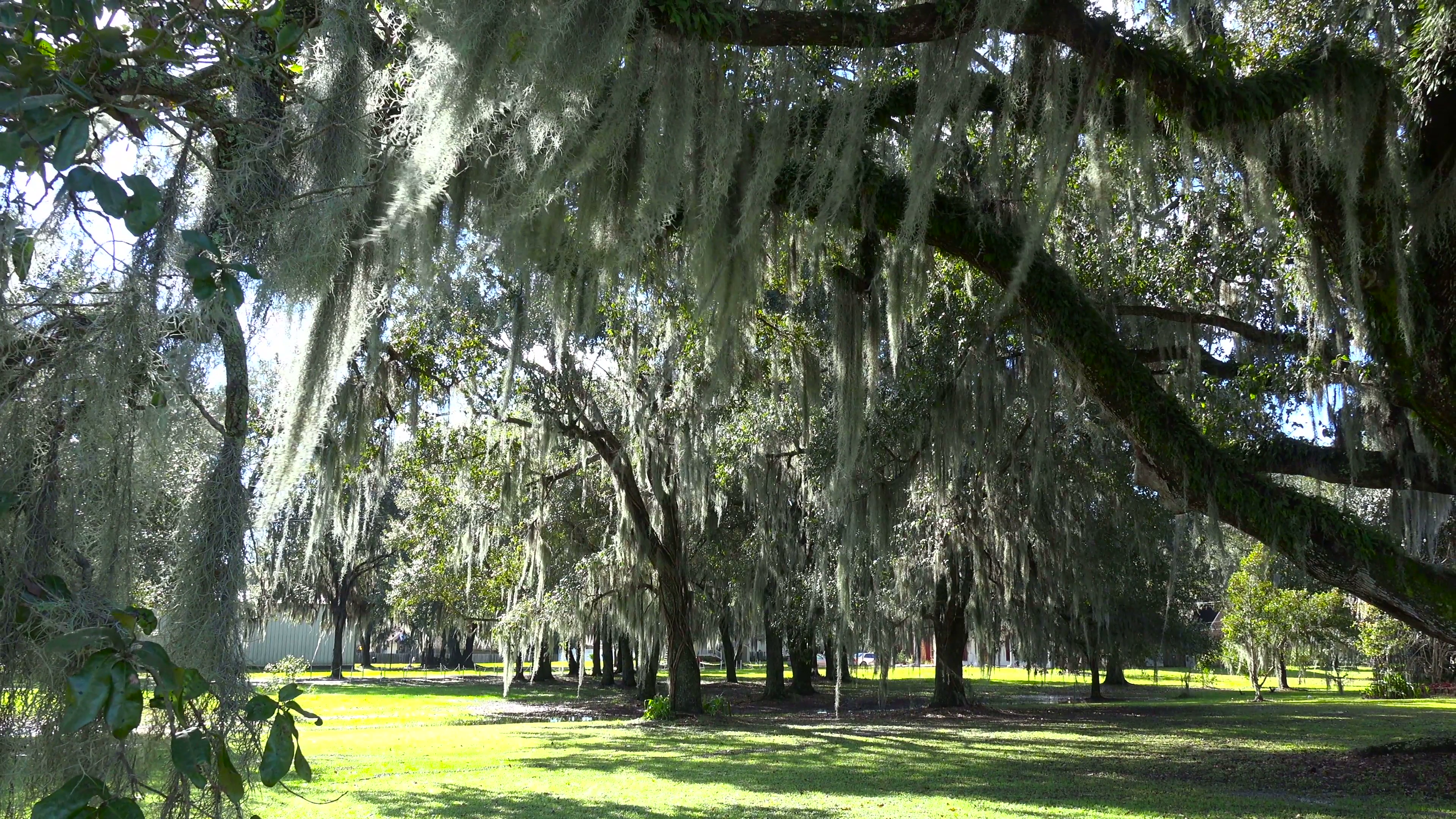 Spanish moss hangs from the branches of oak trees in the deep south ...