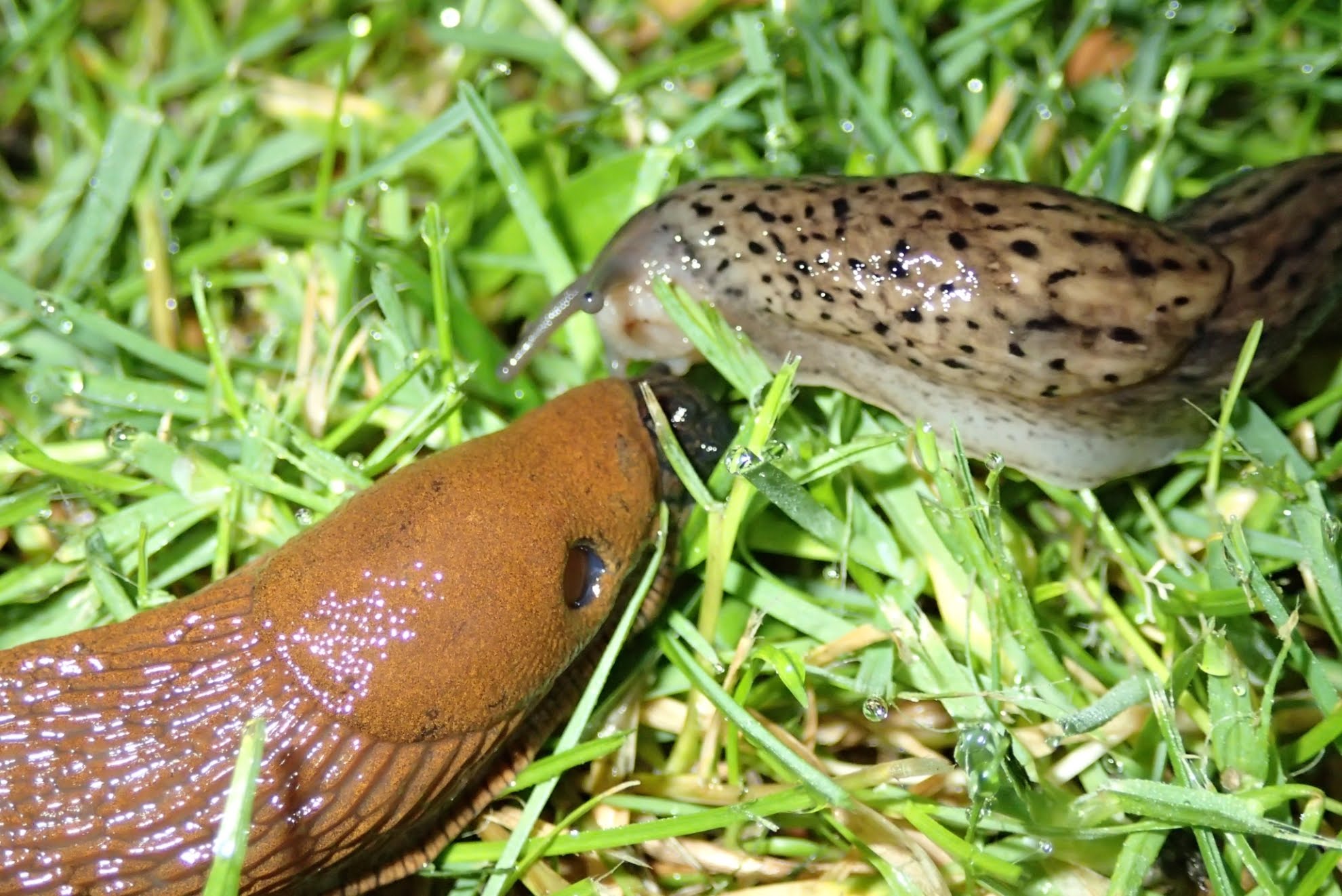 Spanish slug Attacked by Leopard slug beast - YouTube