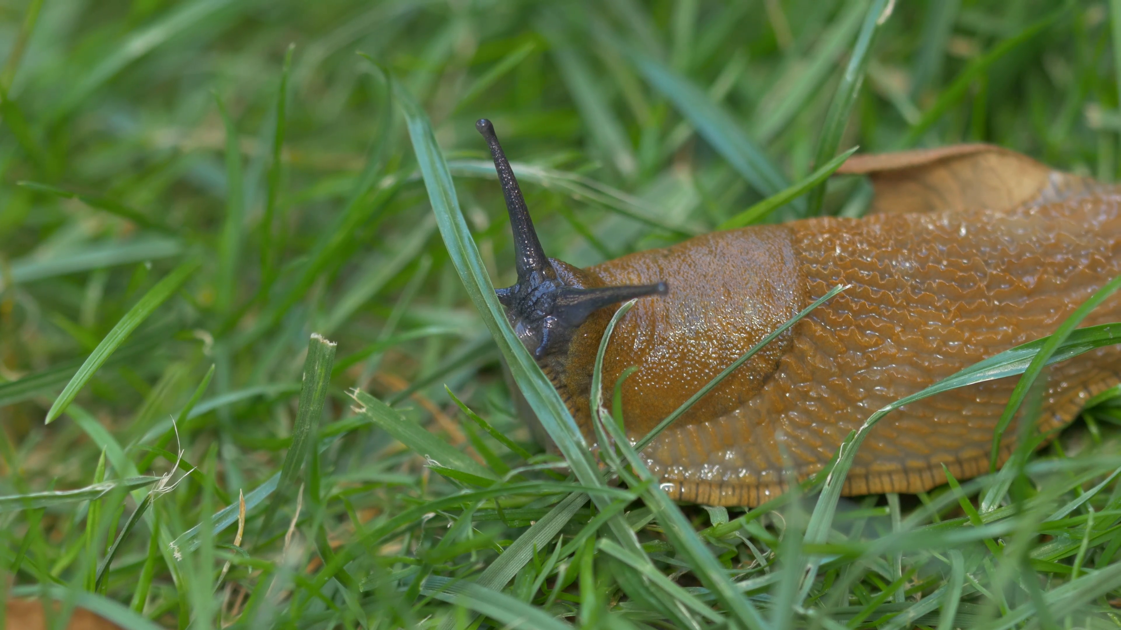 Spanish slug (Arion vulgaris) - no color grading Stock Video Footage ...