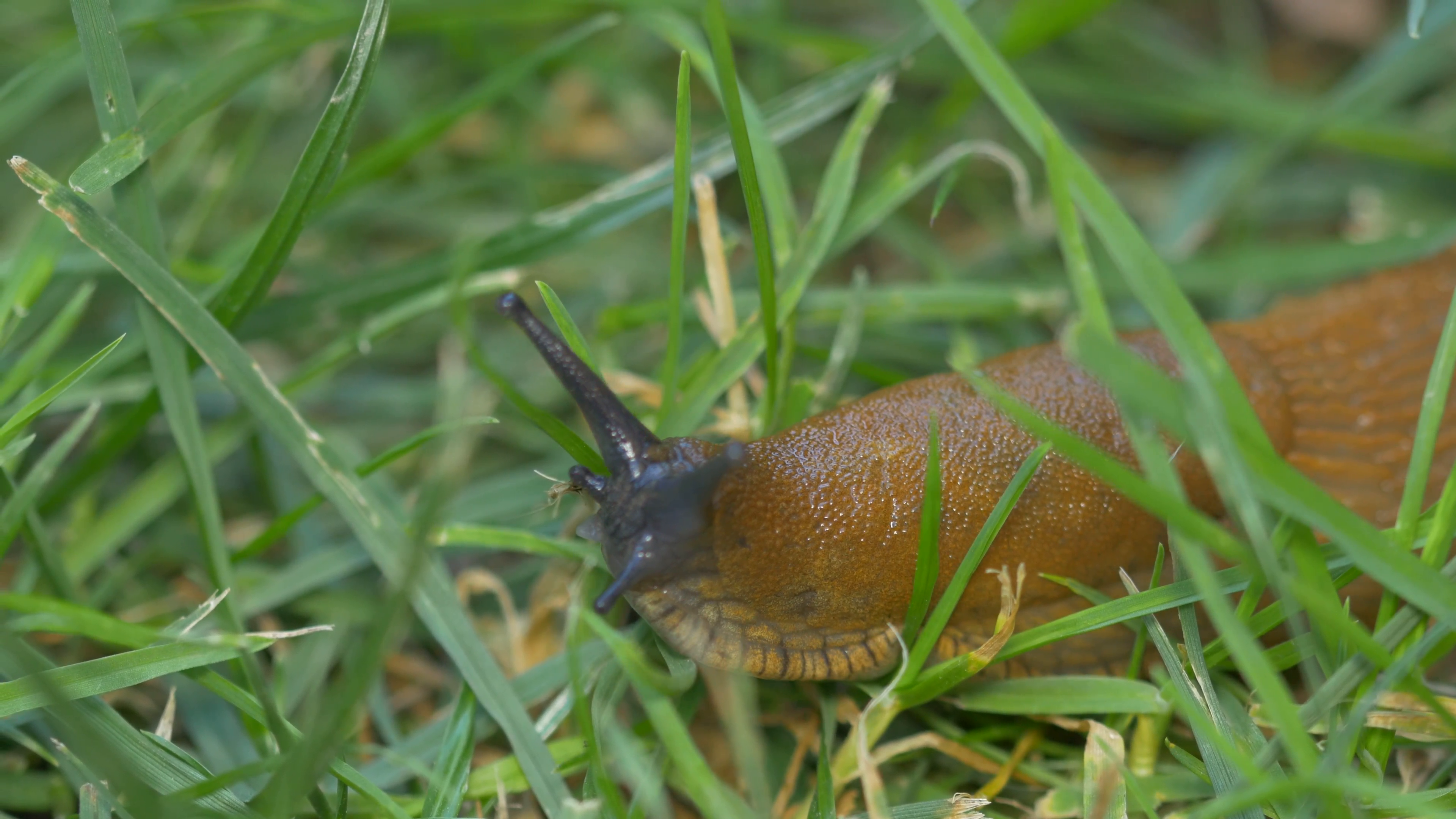 Spanish slug (Arion vulgaris) - no color grading Stock Video Footage ...