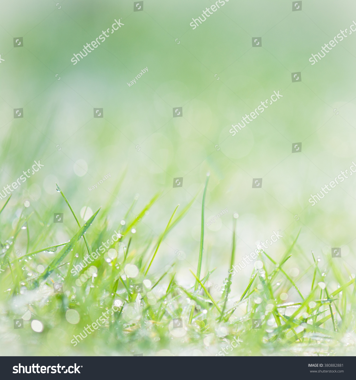 Green Grass Background Sparkling Dew Drops Stock Photo 380882881 ...
