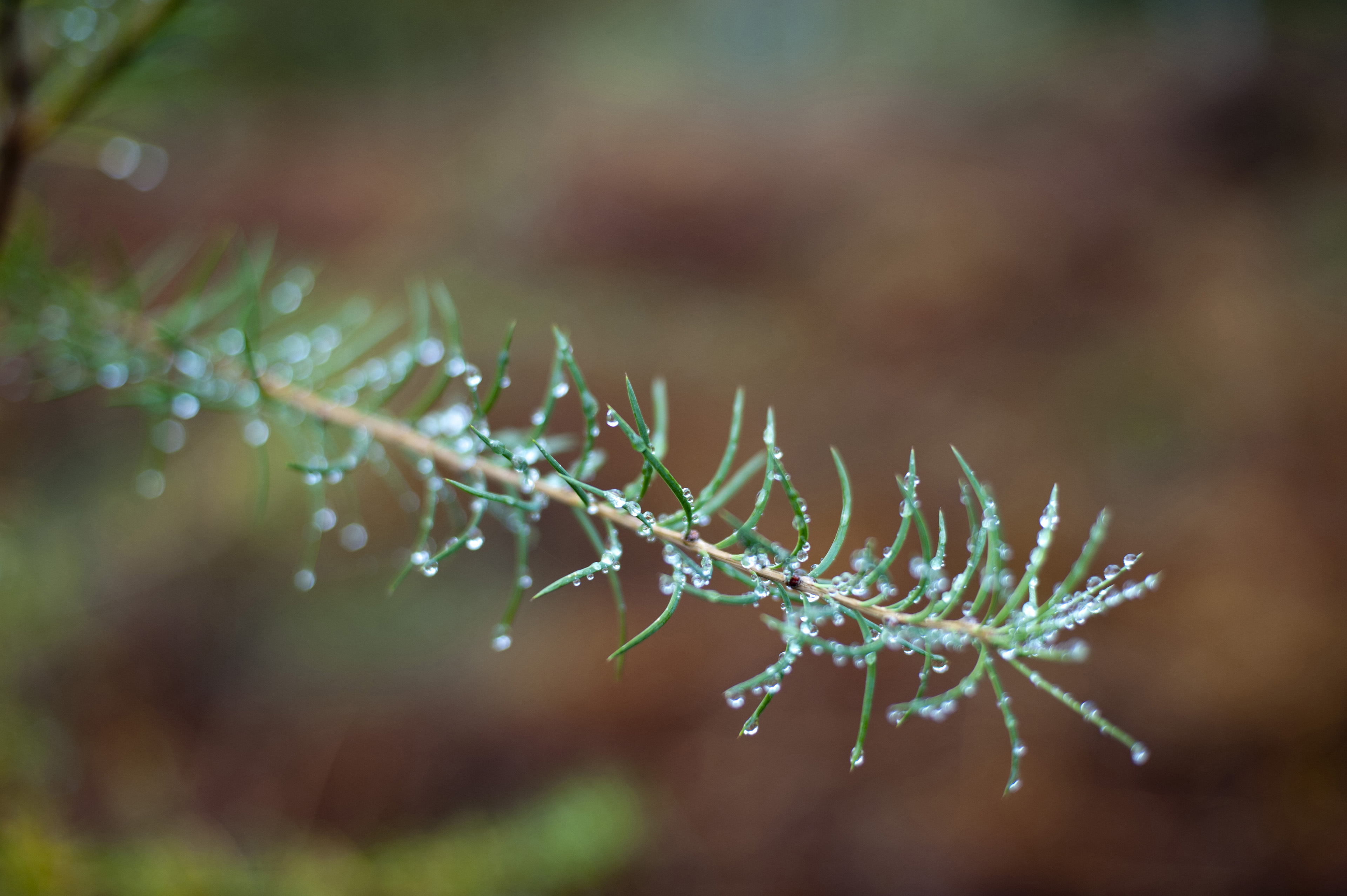 Image of Fir needles covered in fresh dew drops | Freebie.Photography