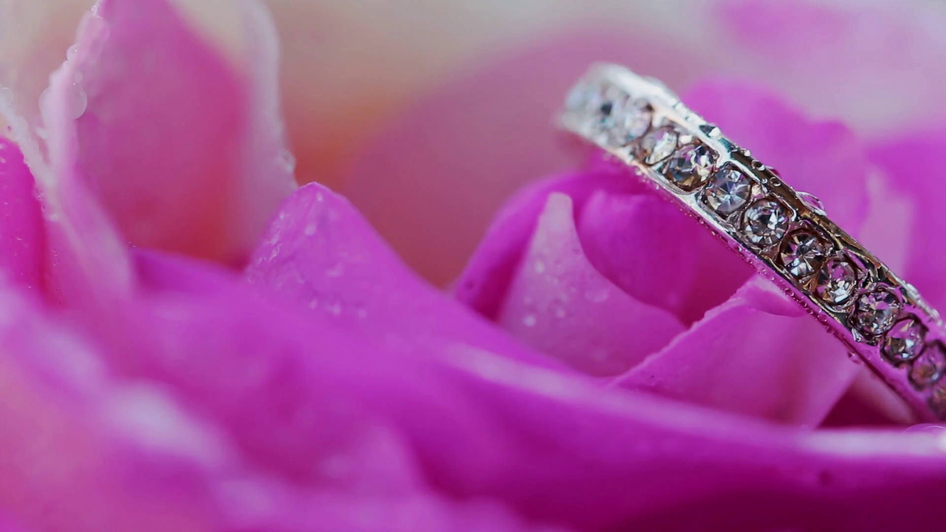 Macro closeup rose with dew drops and beautiful sparkling diamond ...
