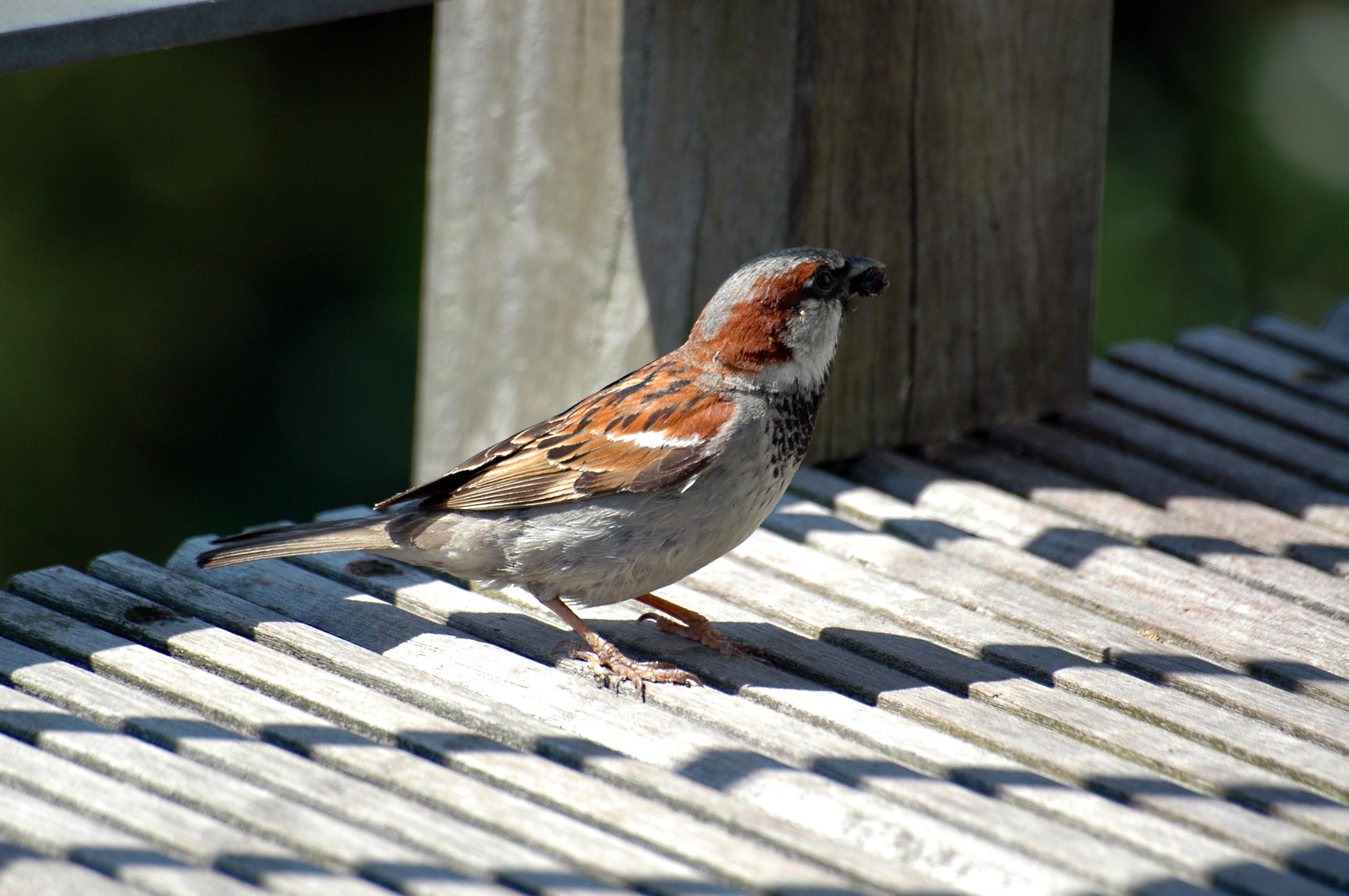 Sparrow photo
