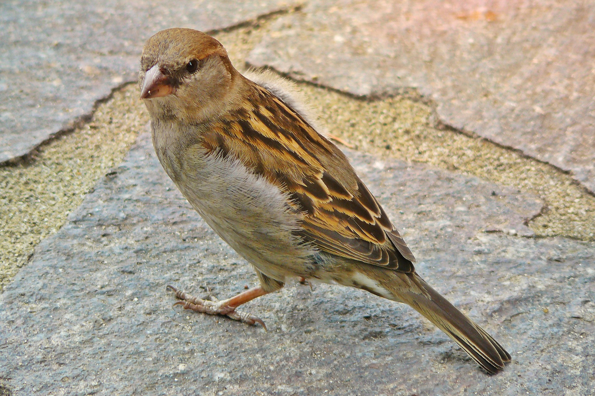 Sparrow photo