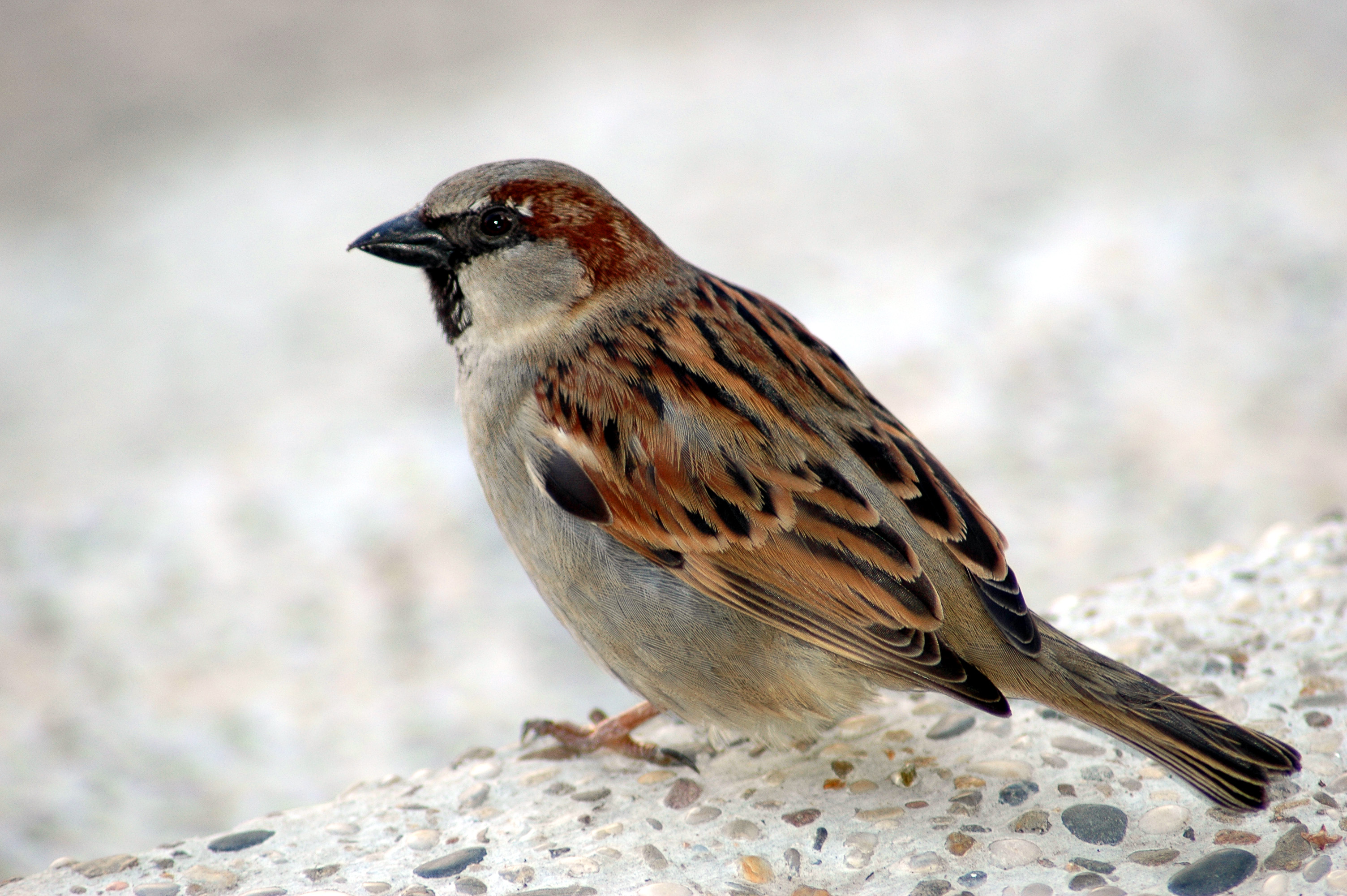 Sparrow, Bird, Detail, Feathers, Floor, HQ Photo