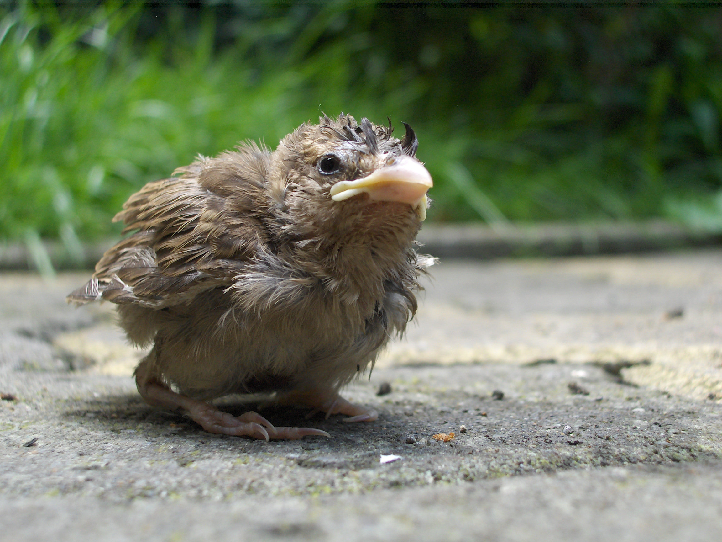 File:Sparrow chick.jpg - Wikimedia Commons
