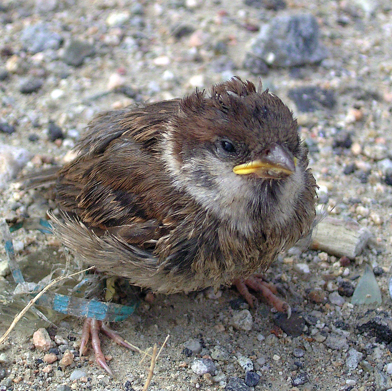 File:Sparrow chick (2).jpg - Wikimedia Commons