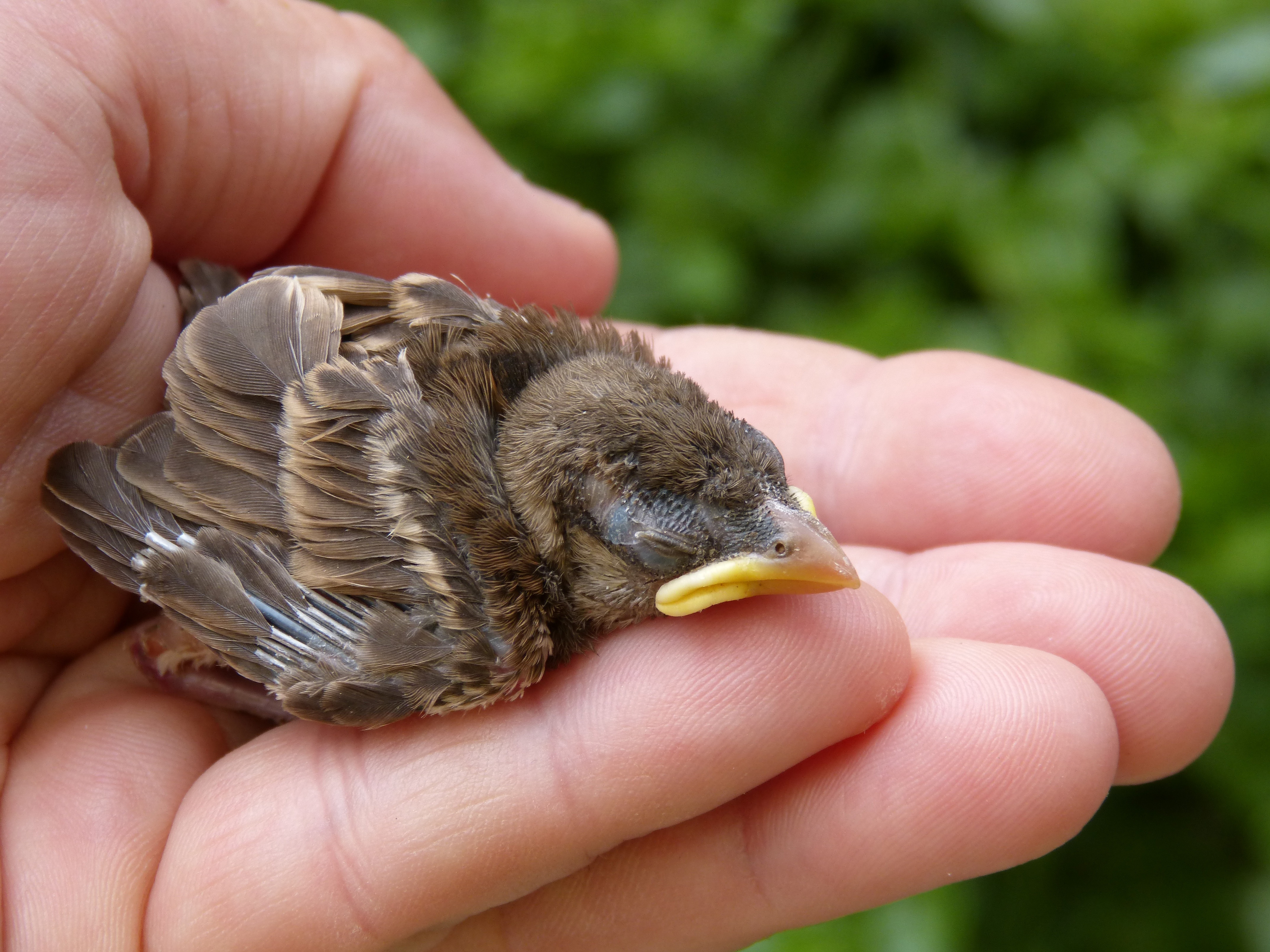Free Images : hand, beak, fauna, newborn, vertebrate, finch, chick ...