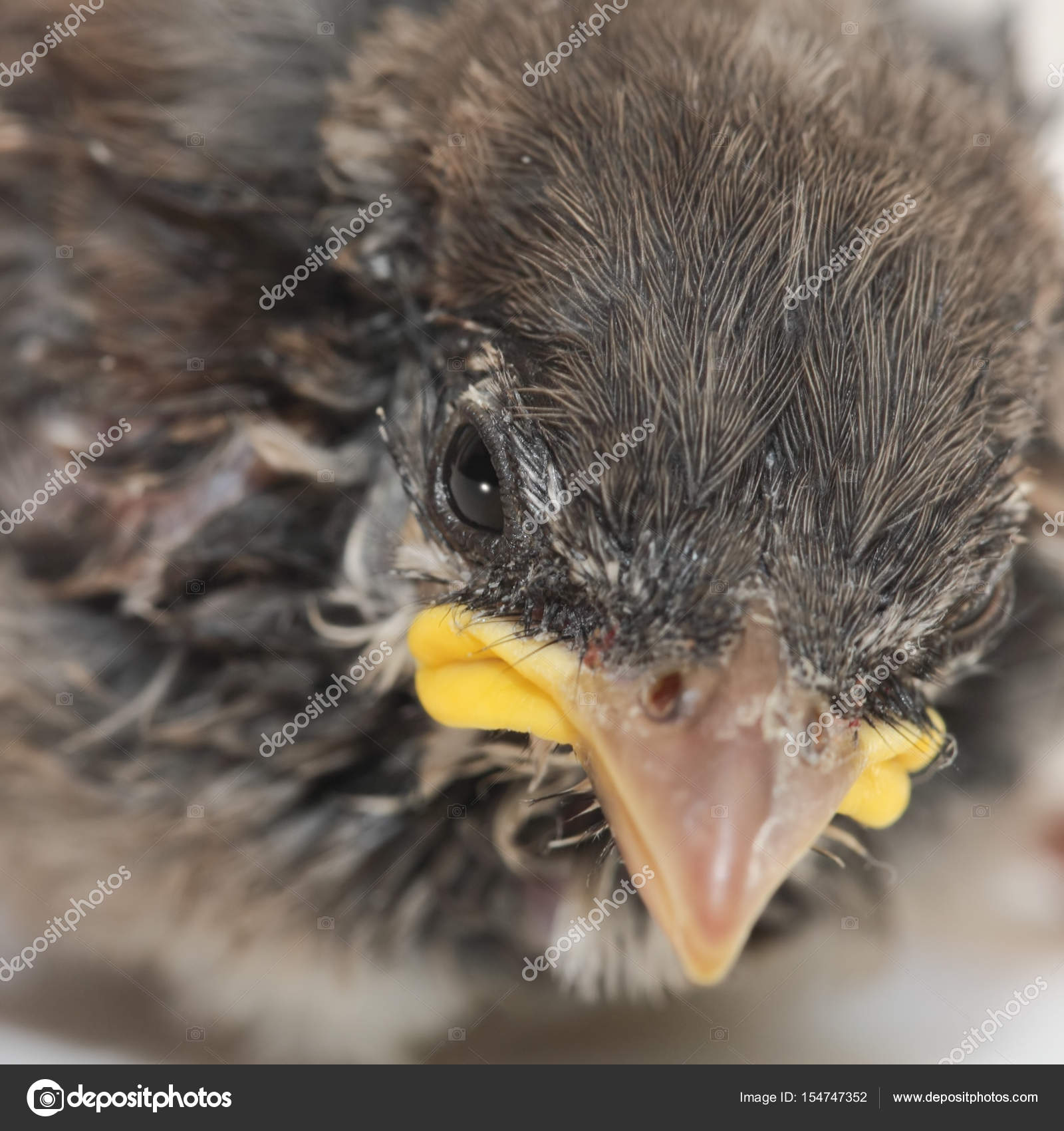 House Sparrow Chick — Stock Photo © Foto.Toch #154747352