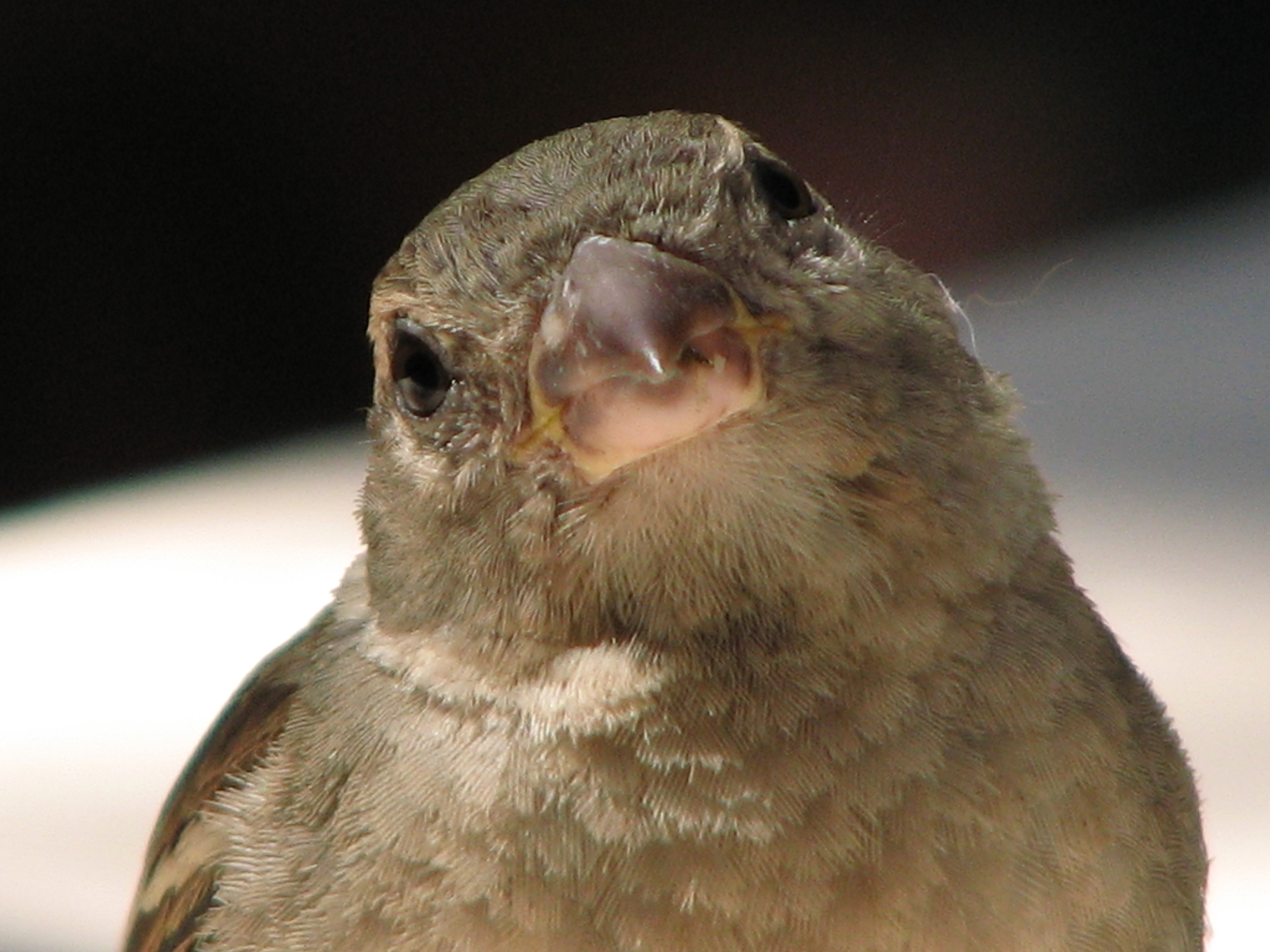 File:Passer-domesticus-sparrow-female-closeup-0b.jpg - Wikimedia Commons