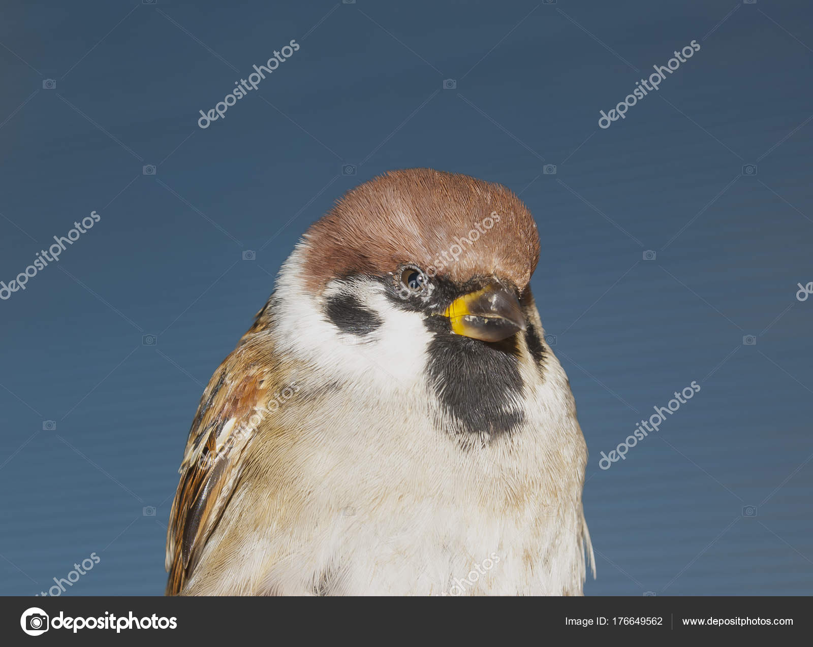 brown sparrow closeup — Stock Photo © MegaVolt #176649562