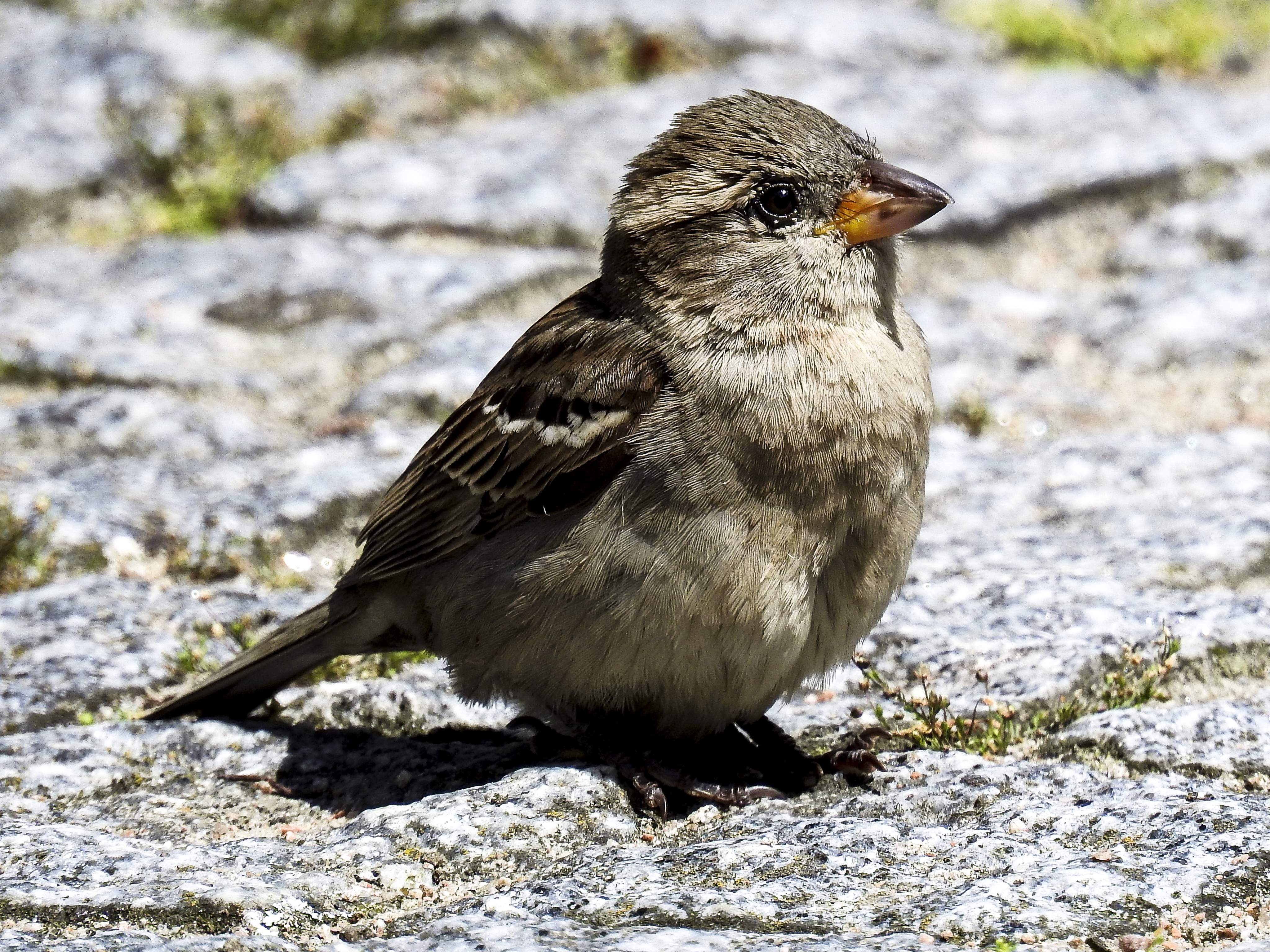 Close up of house sparrow image - Free stock photo - Public Domain ...