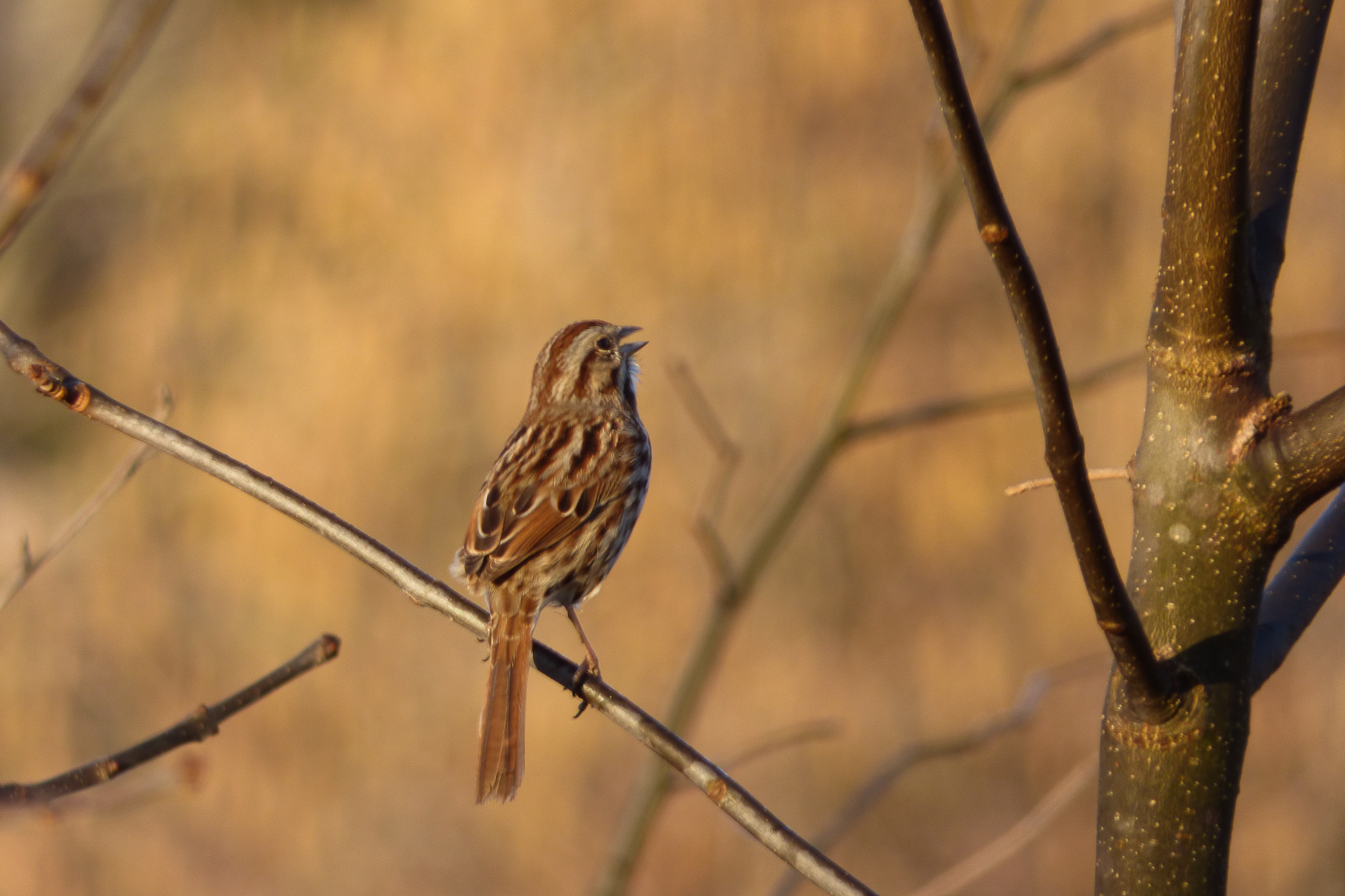 Wallpaper : bird, sparrow, closeup, nature 4200x2800 - - 679744 - HD ...